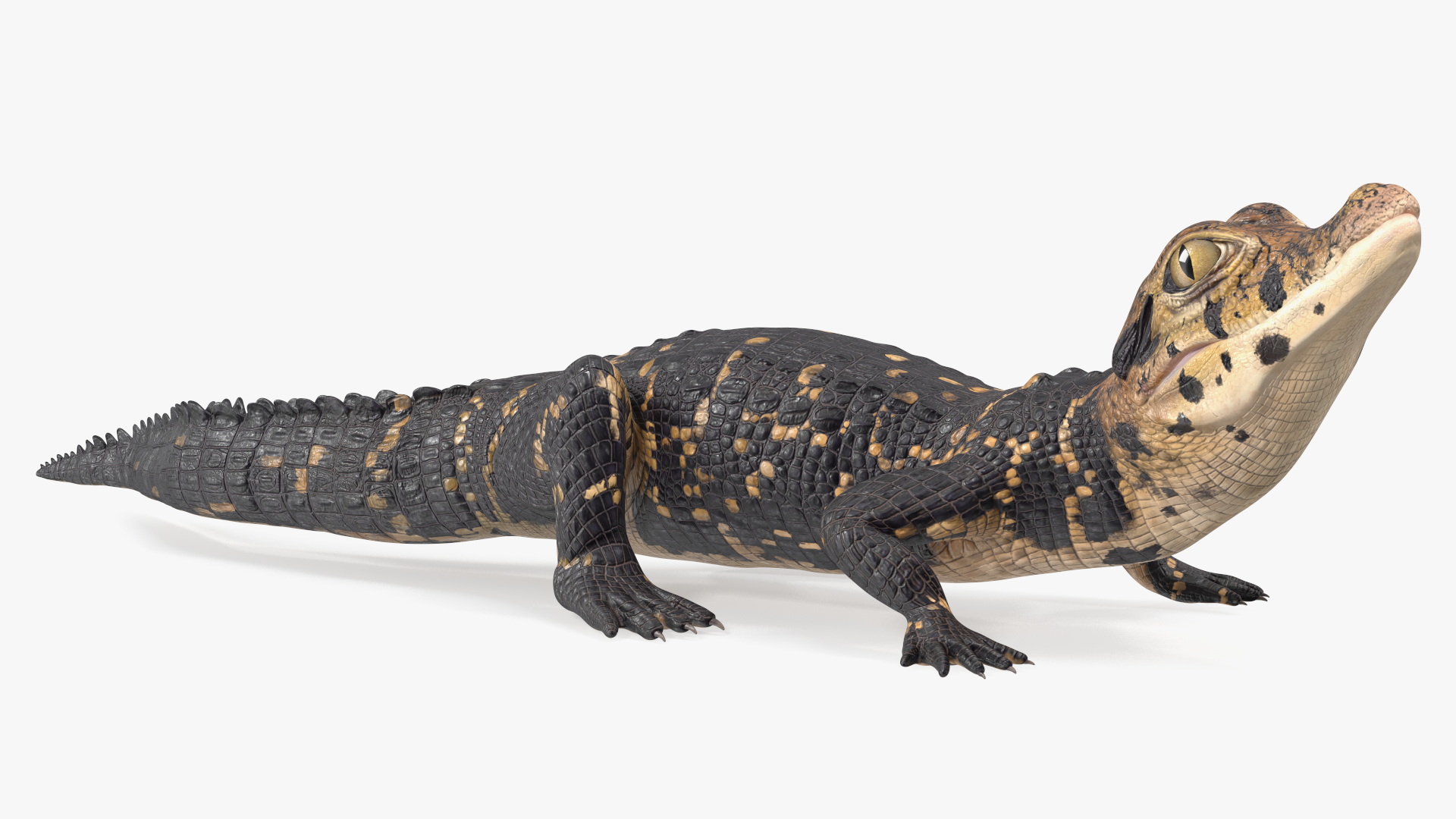 3D Black Caiman Baby Rigged for Maya model