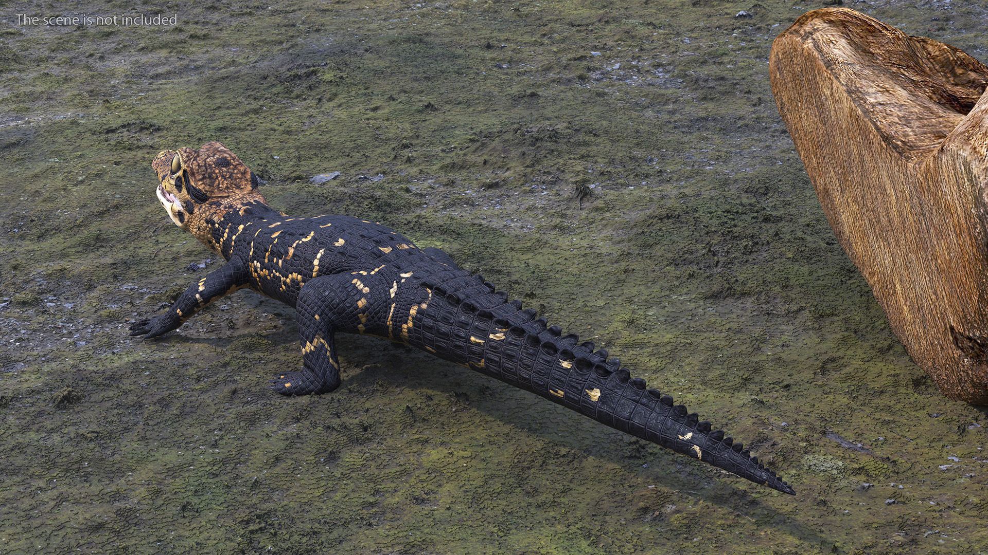 3D Black Caiman Baby Rigged for Maya model