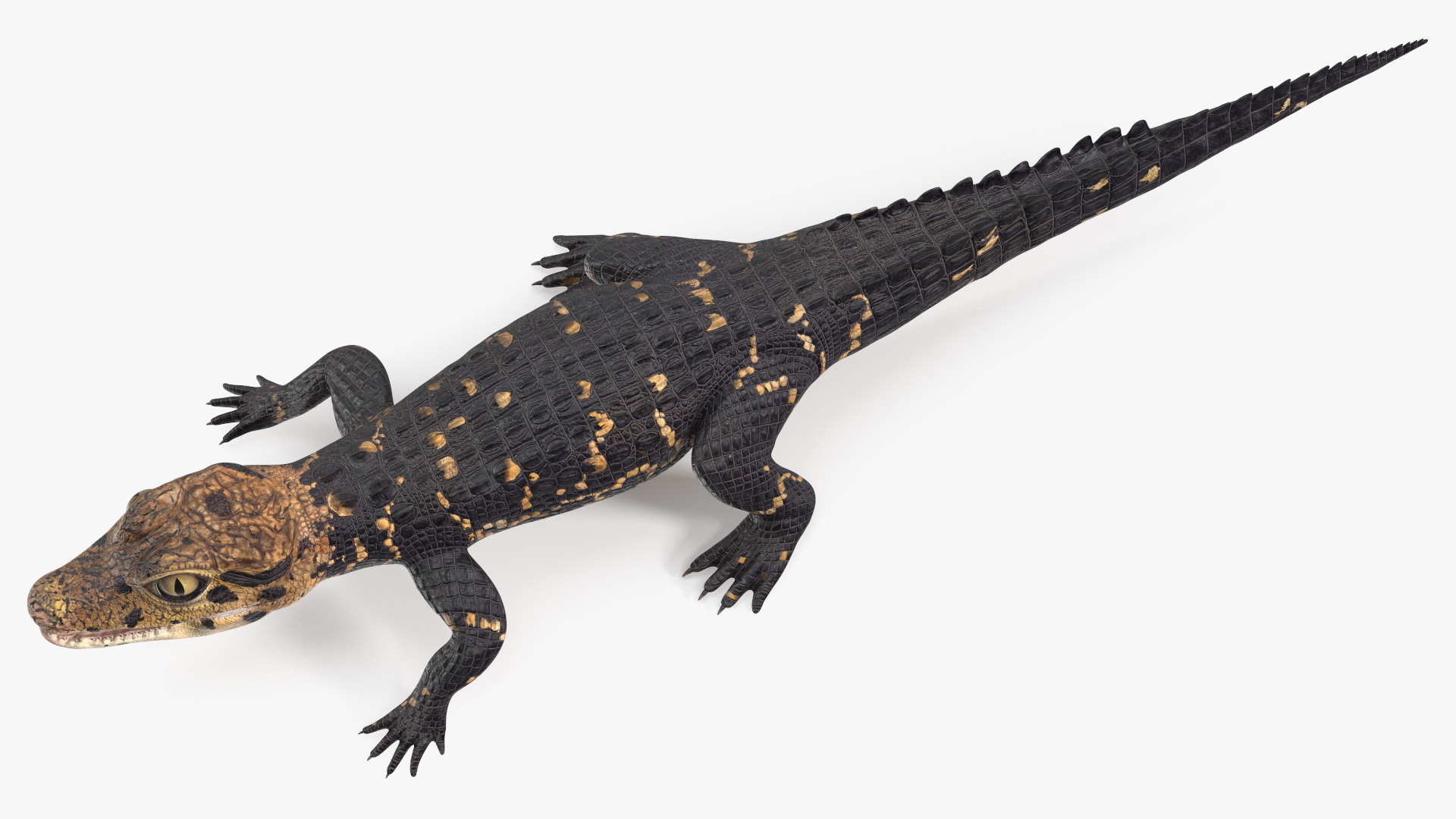 3D Black Caiman Baby Rigged for Maya model