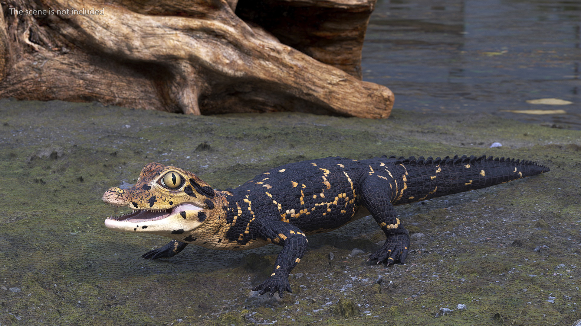 3D Black Caiman Baby Rigged for Maya model