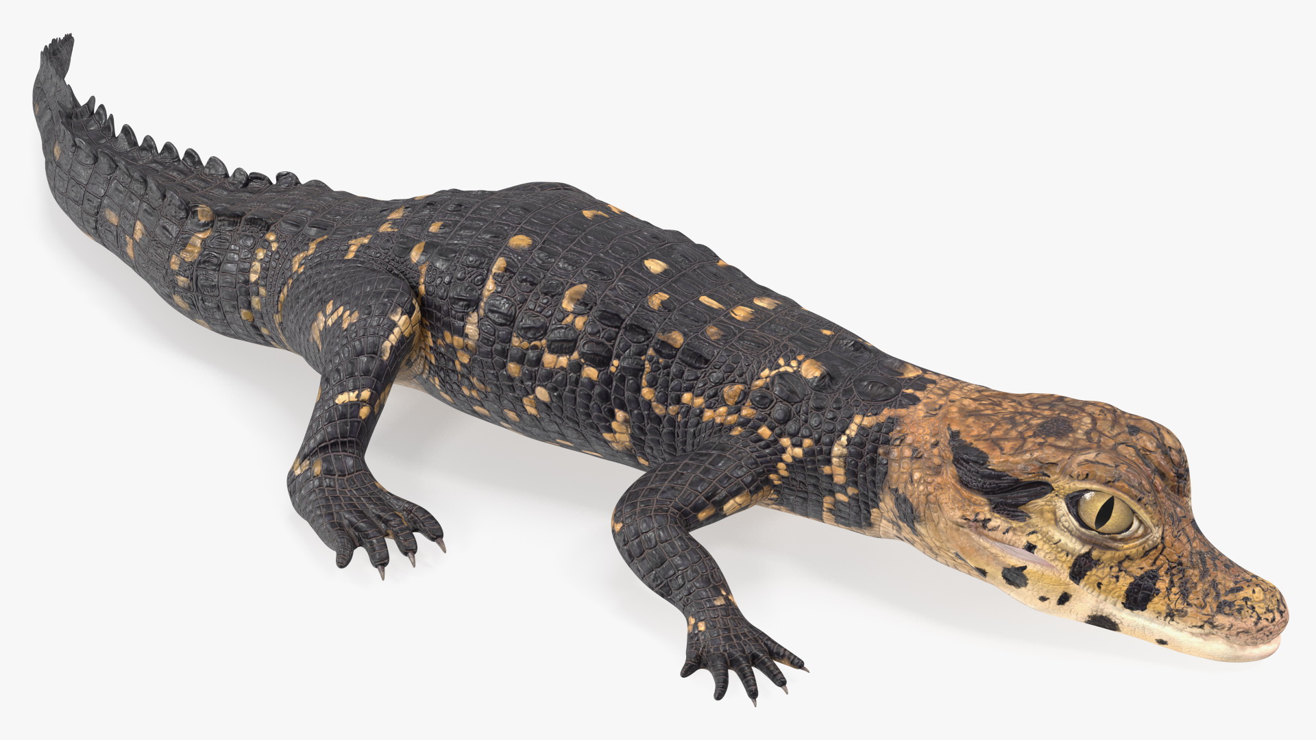 3D Black Caiman Baby Rigged for Maya model