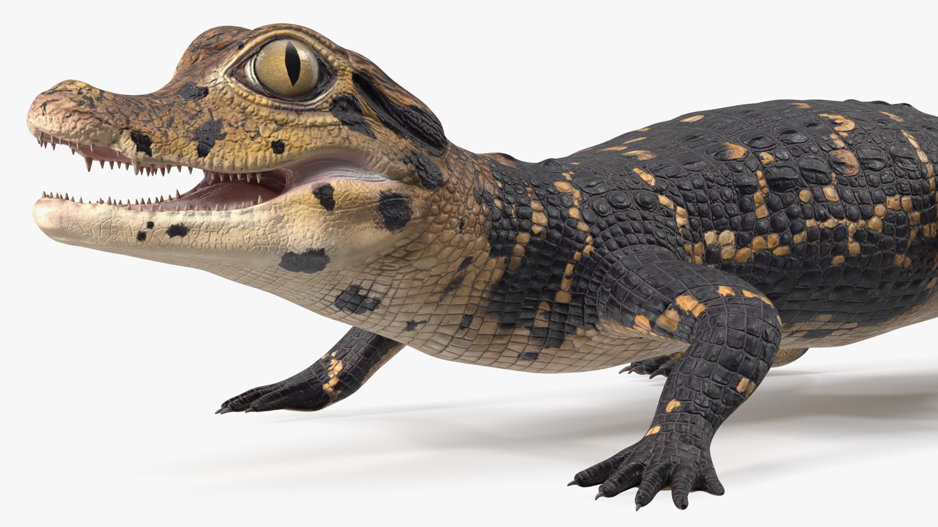 3D Black Caiman Baby Rigged for Maya model