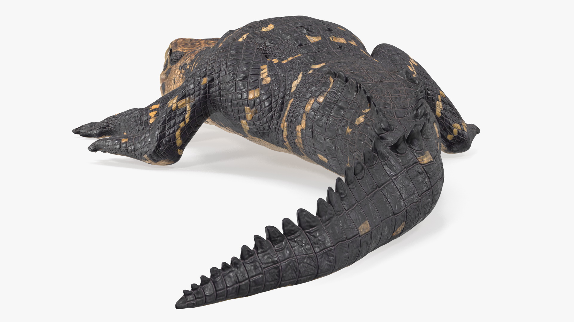 3D Black Caiman Baby Rigged for Maya model