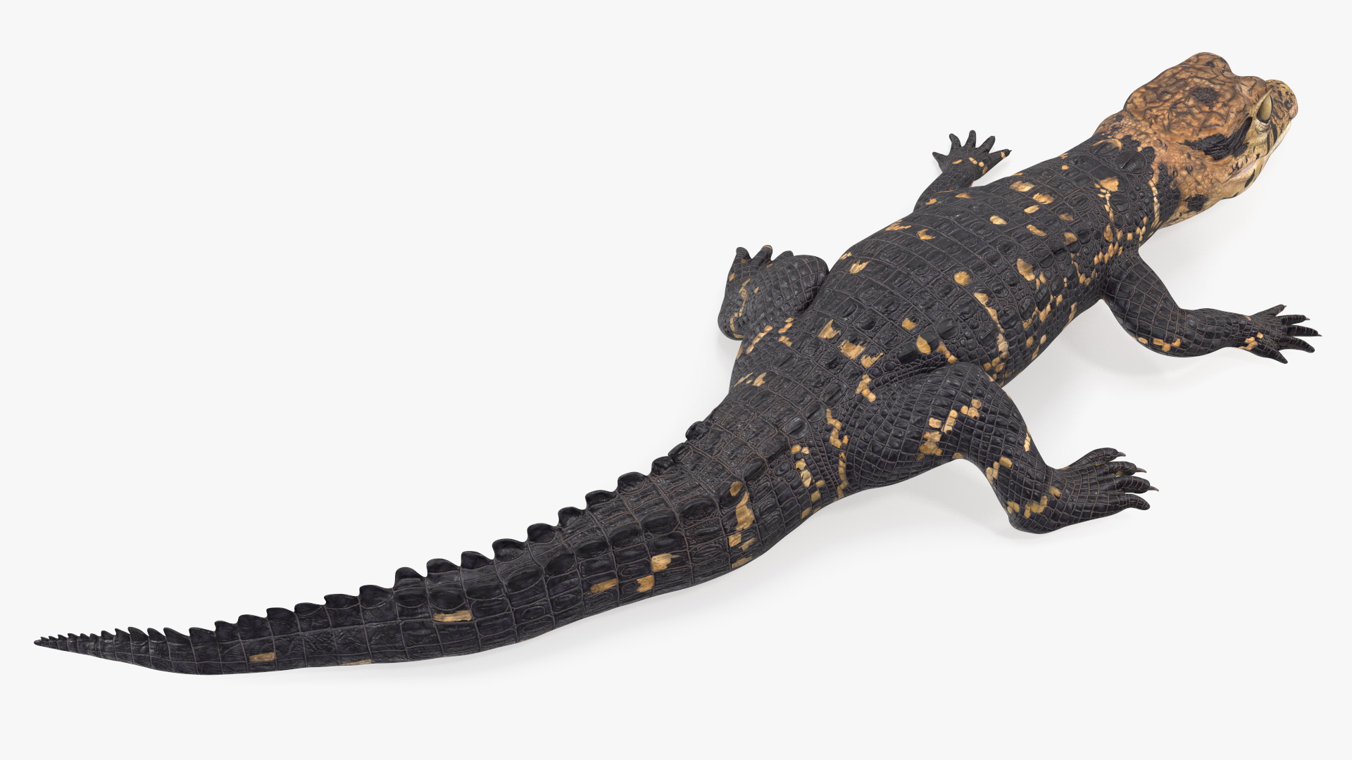 3D Black Caiman Baby Rigged for Maya model