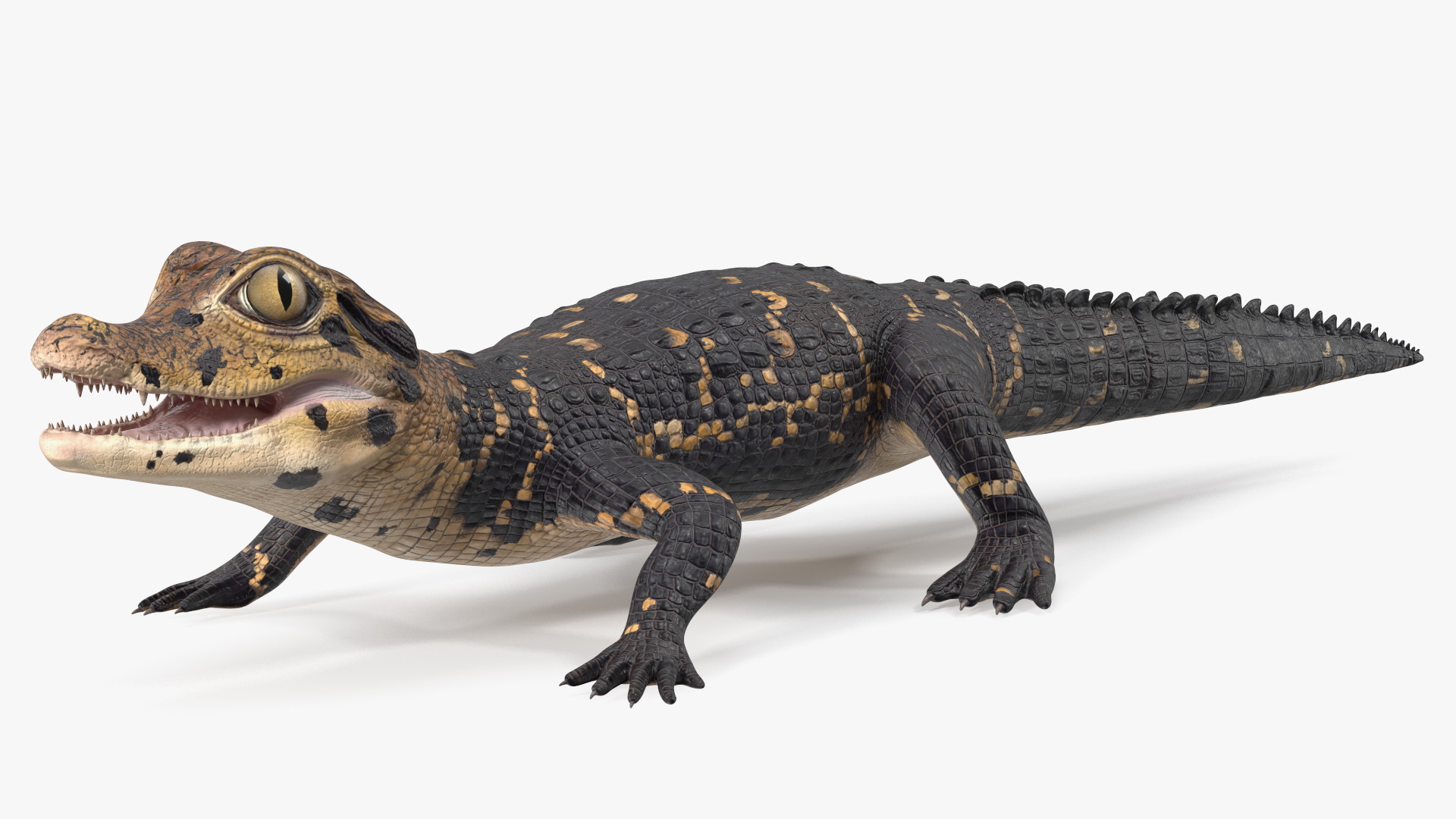 3D Black Caiman Baby Rigged for Maya model