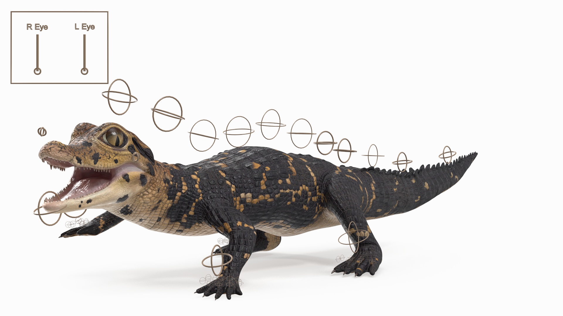 3D Black Caiman Baby Rigged for Maya model