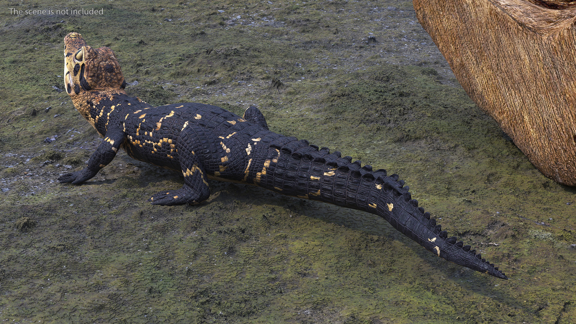 3D Black Caiman Baby Rigged for Maya model