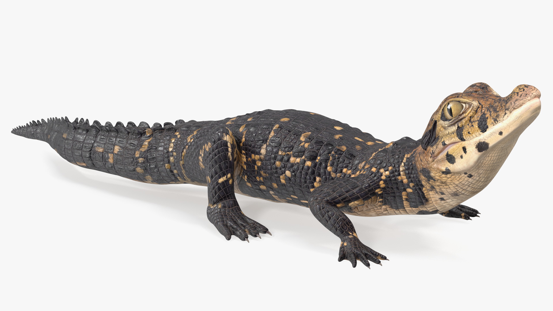 3D Black Caiman Baby Rigged for Maya model