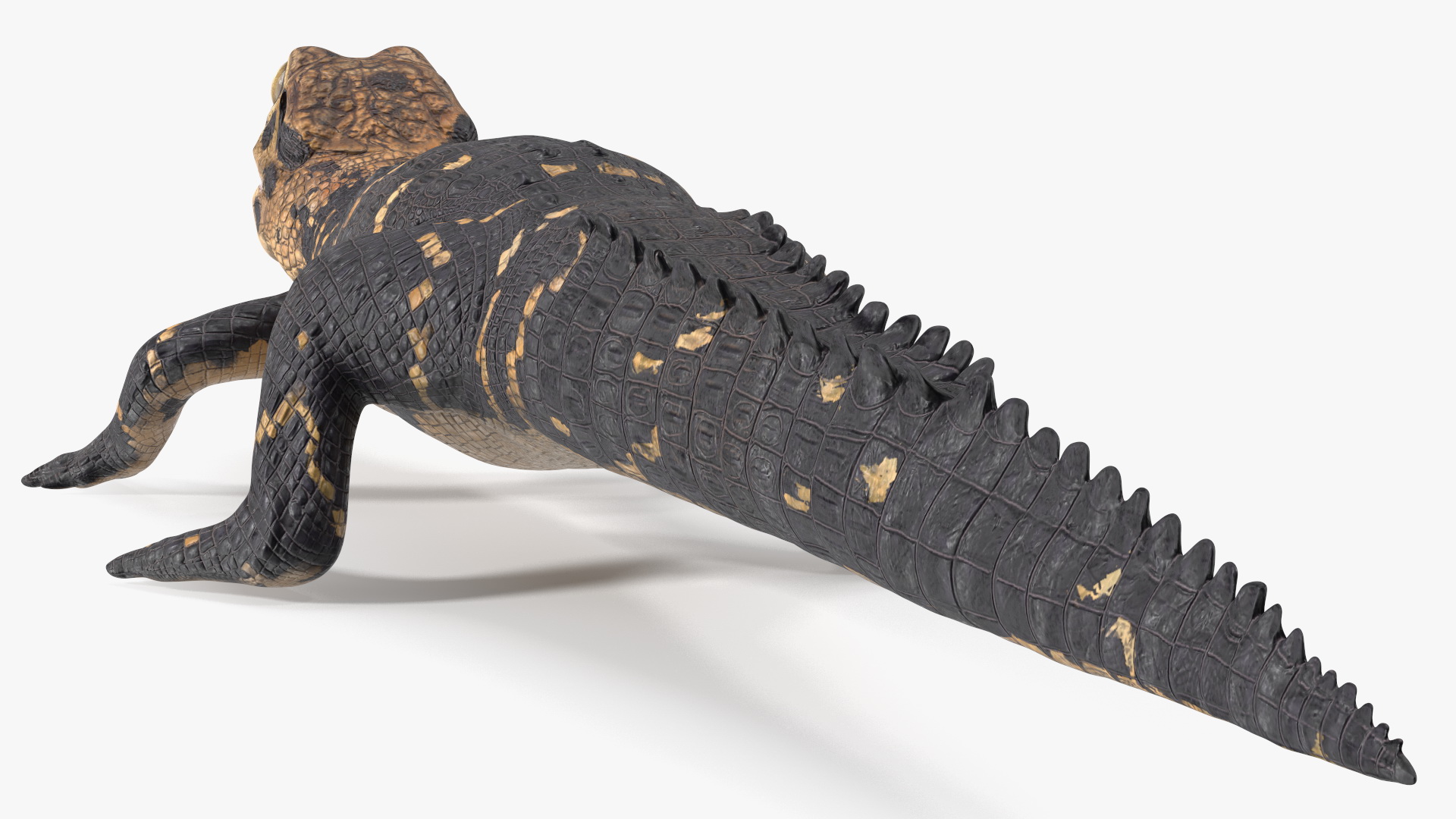 3D Black Caiman Baby Rigged for Maya model