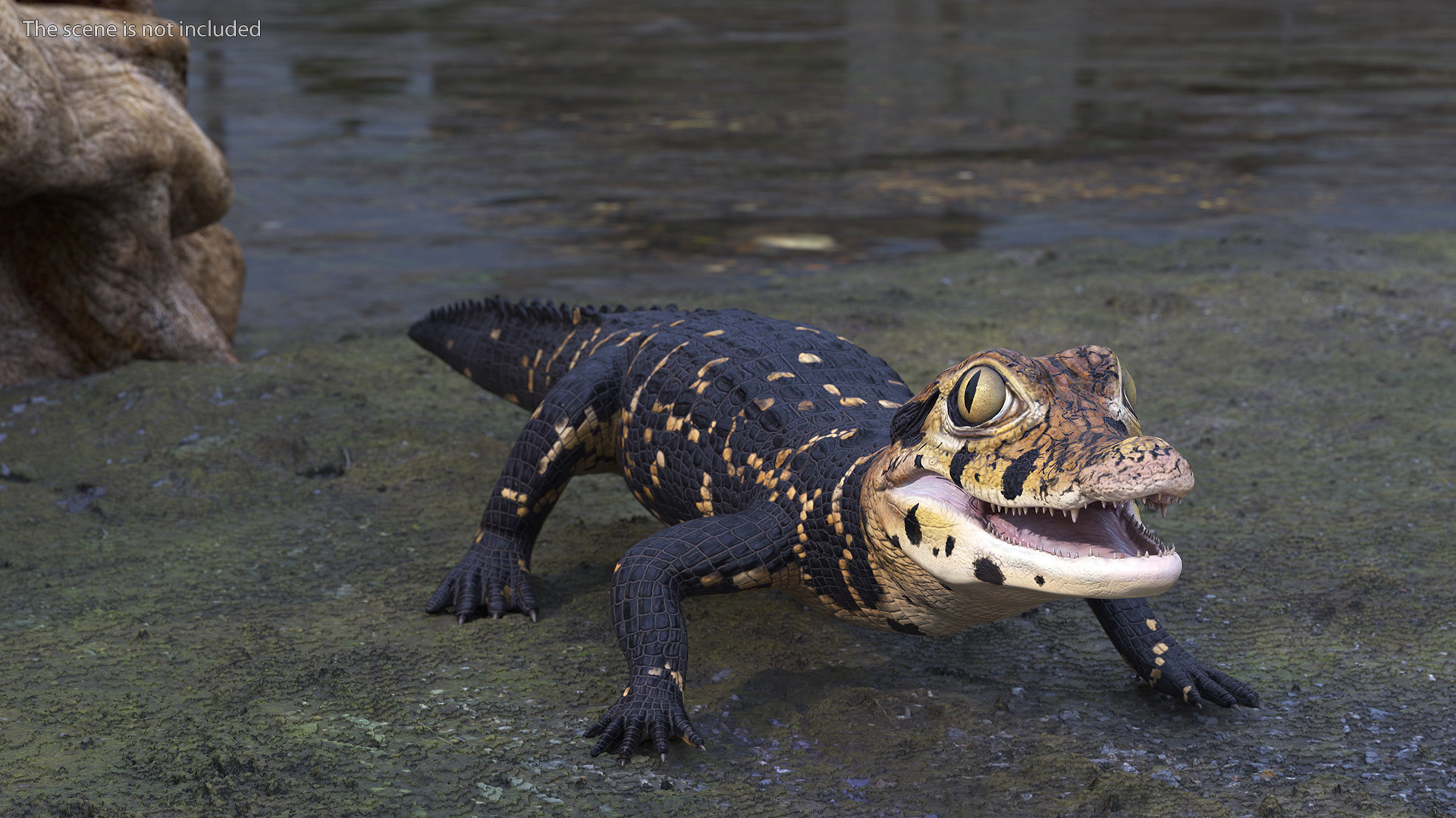 3D Black Caiman Baby Rigged for Maya model