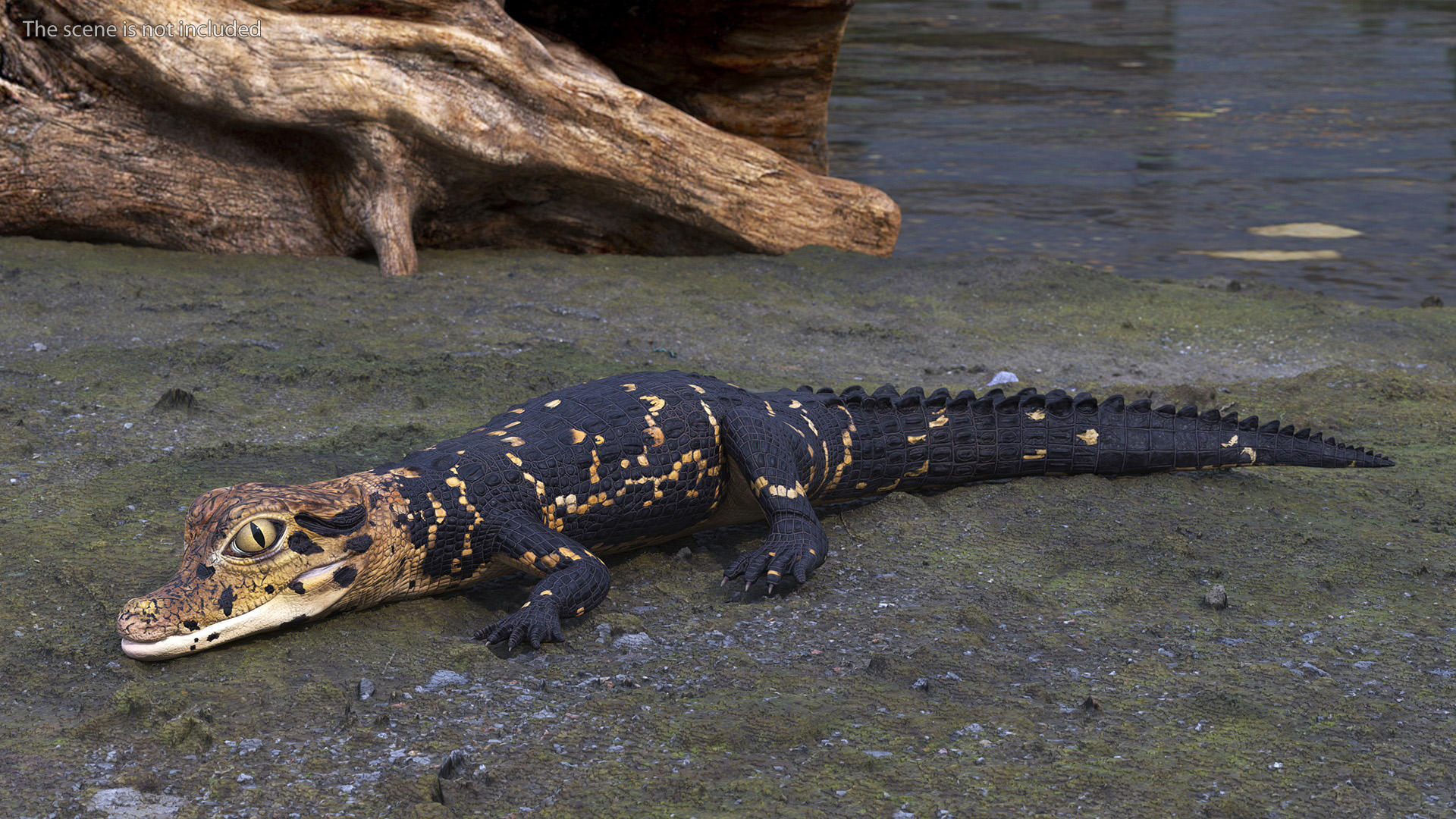 3D Black Caiman Baby Rigged for Maya model
