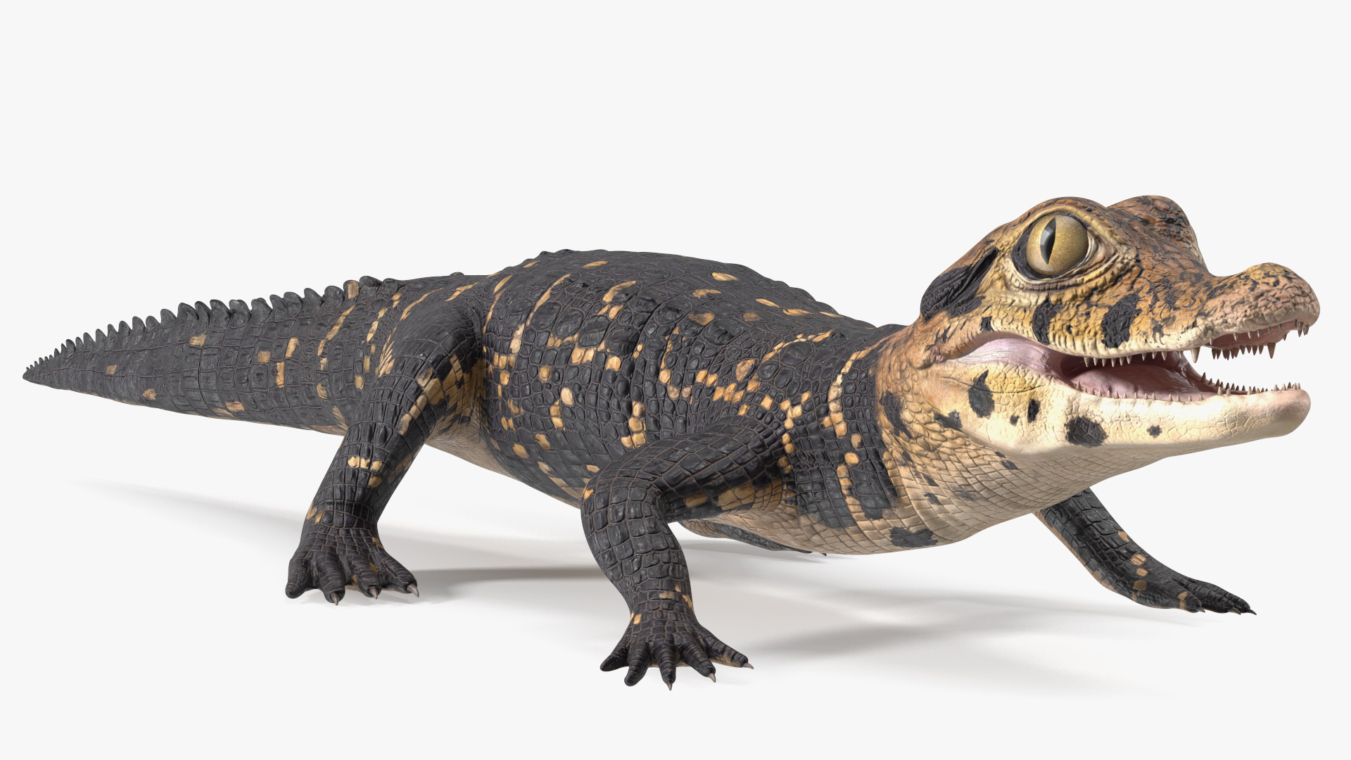 3D Black Caiman Baby Rigged for Maya model