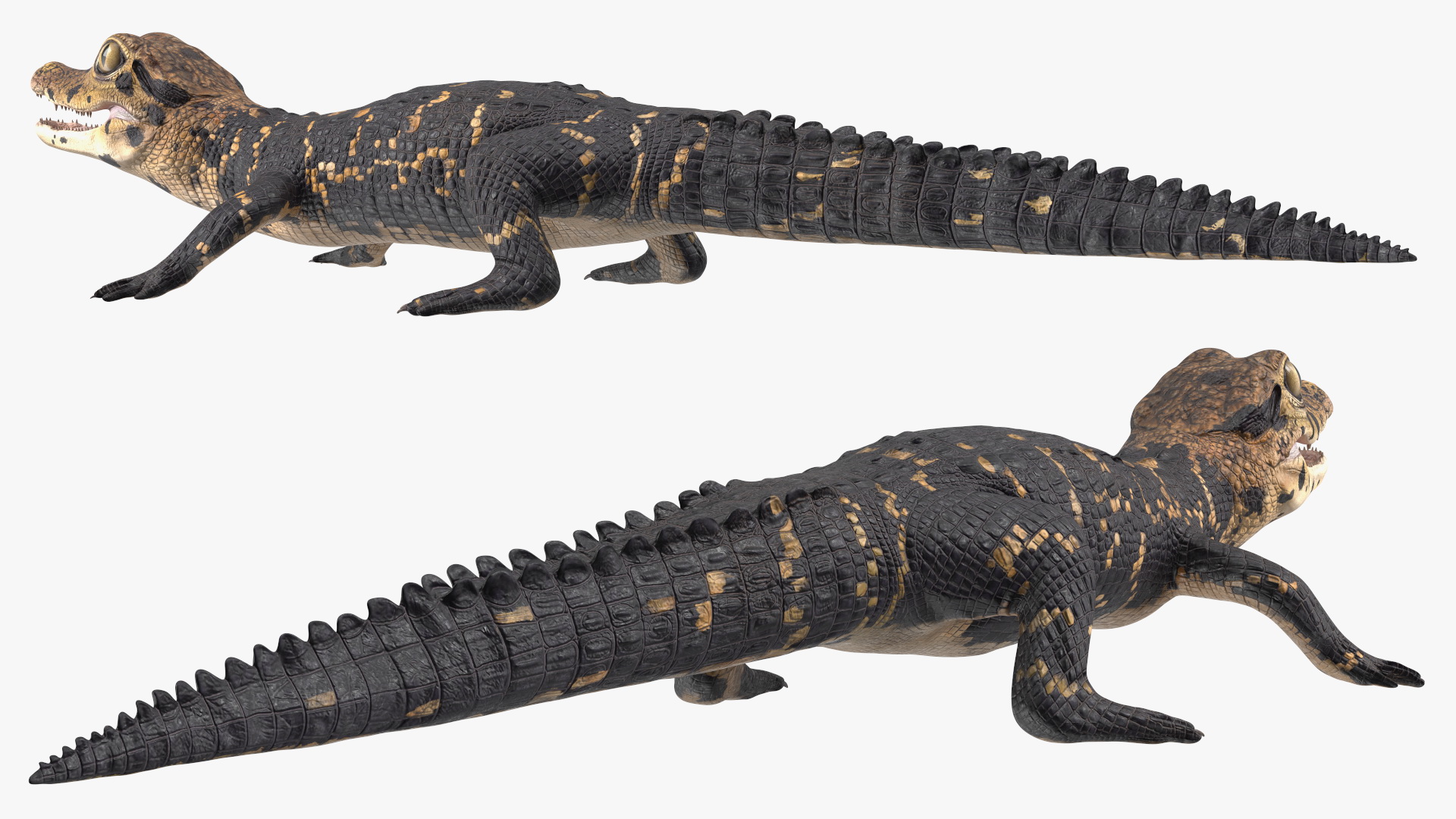 3D Black Caiman Baby Rigged for Maya model