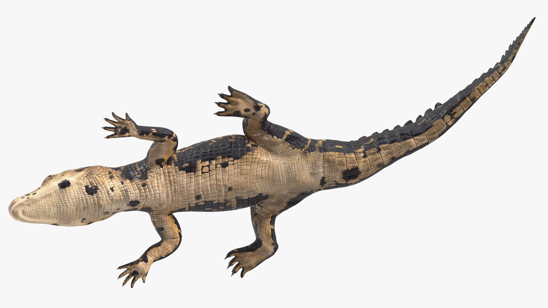 3D Black Caiman Baby Rigged for Maya model