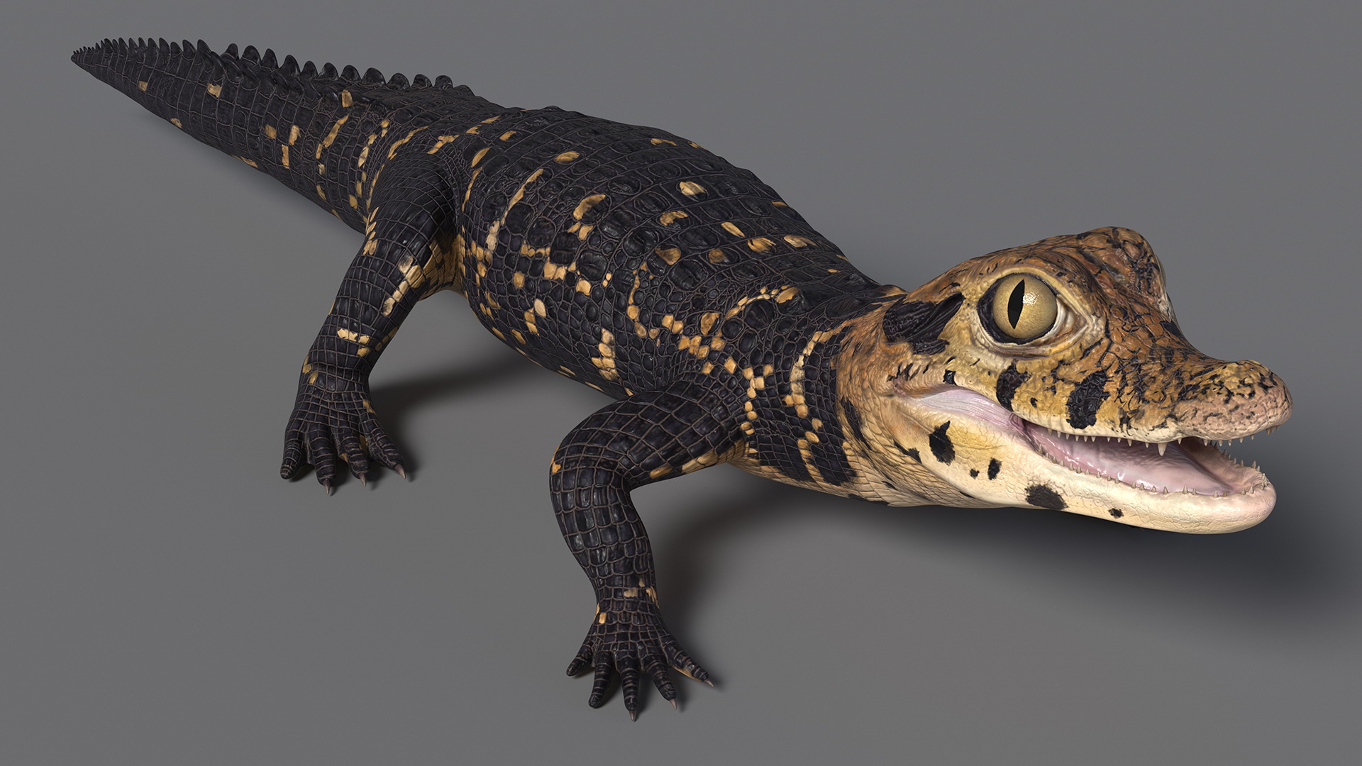 3D Black Caiman Baby Rigged for Maya model