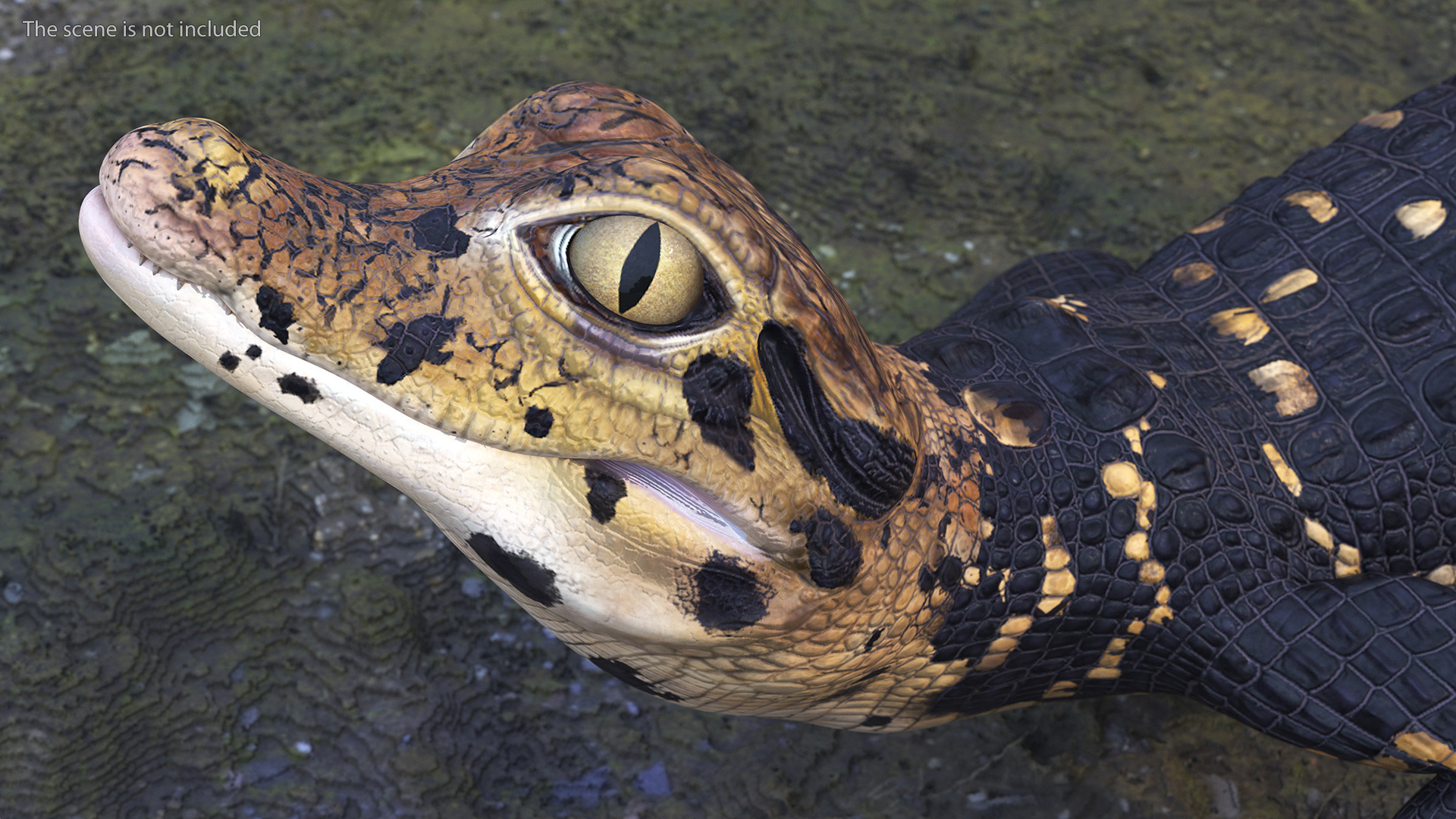 3D Black Caiman Baby Rigged for Maya model