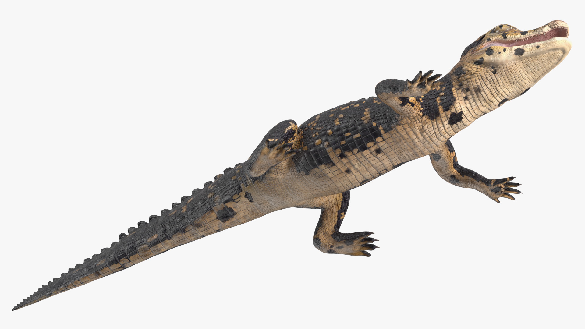3D Black Caiman Baby Rigged for Maya model