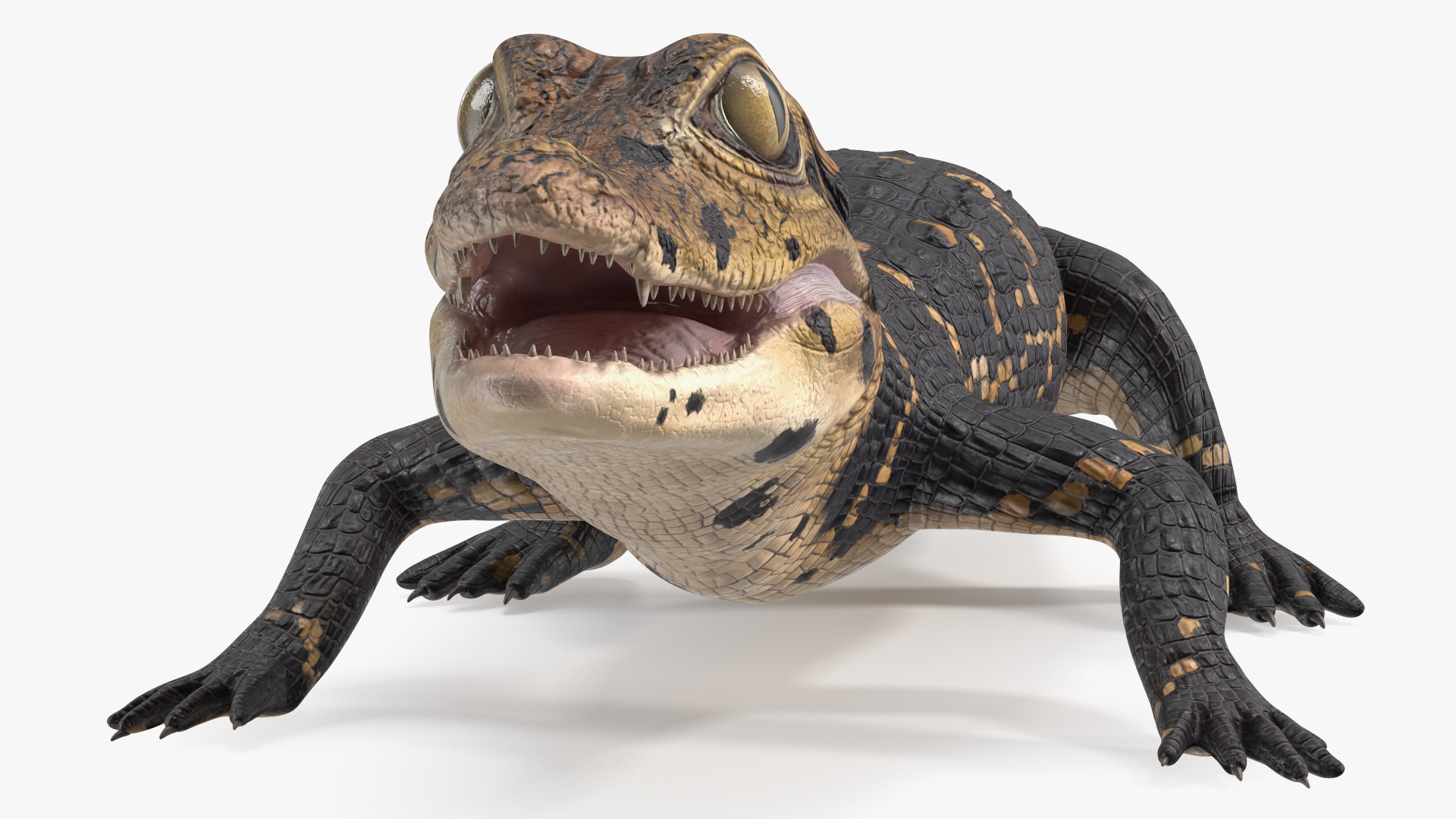 3D Black Caiman Baby Rigged for Maya model