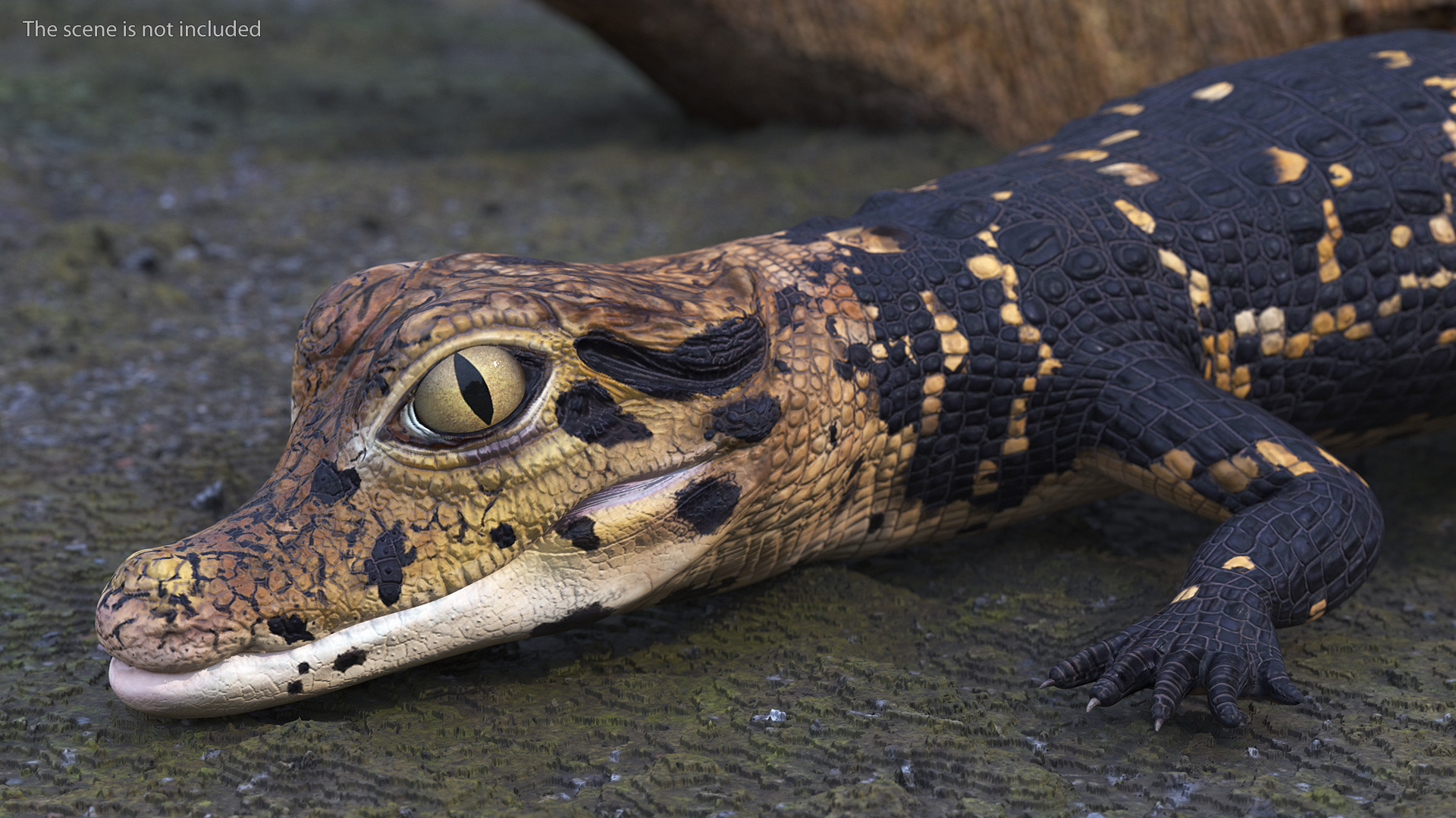 3D Black Caiman Baby Rigged for Maya model