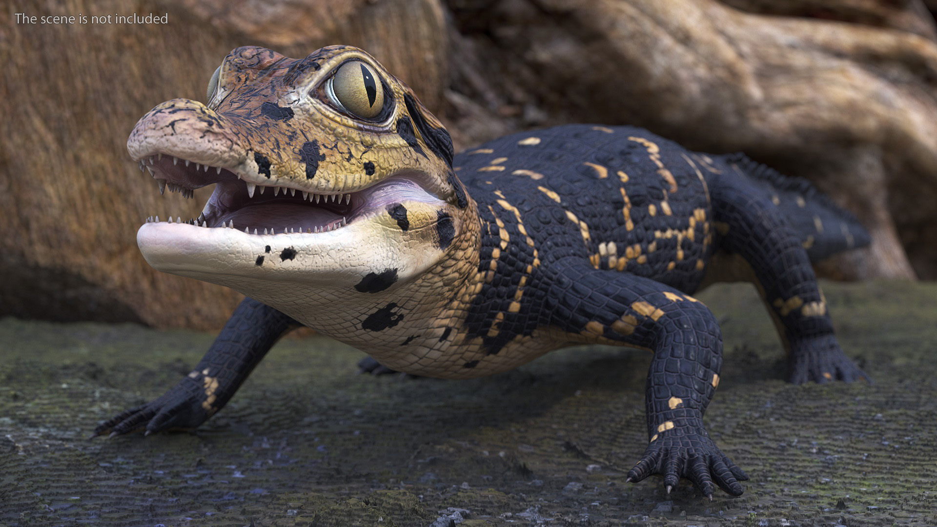 3D Black Caiman Baby Rigged for Maya model