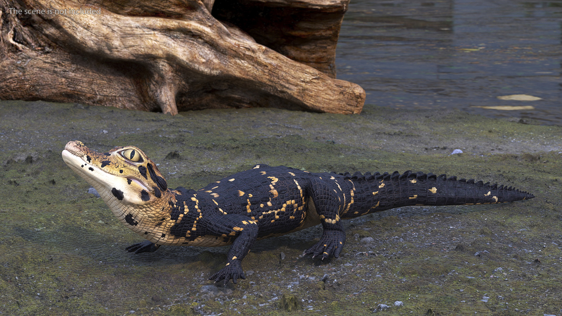 3D Black Caiman Baby Rigged for Maya model