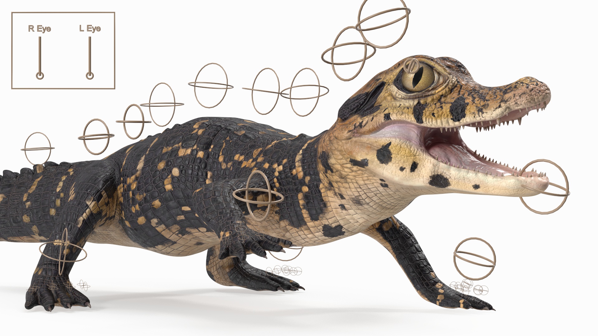 3D Black Caiman Baby Rigged for Maya model