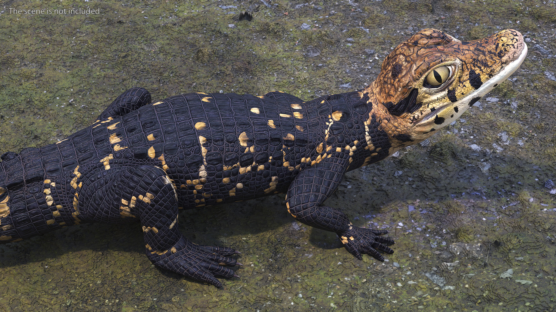 3D Black Caiman Baby Rigged for Maya model