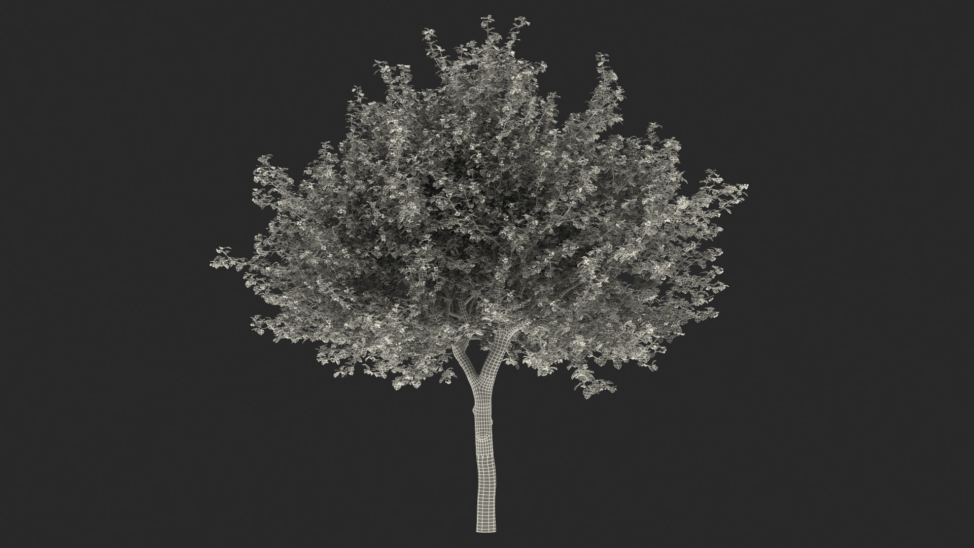 3D model Cockspur Hawthorn with Berries