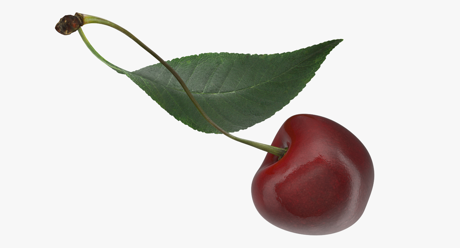 3D Sour Cherry with Leaf