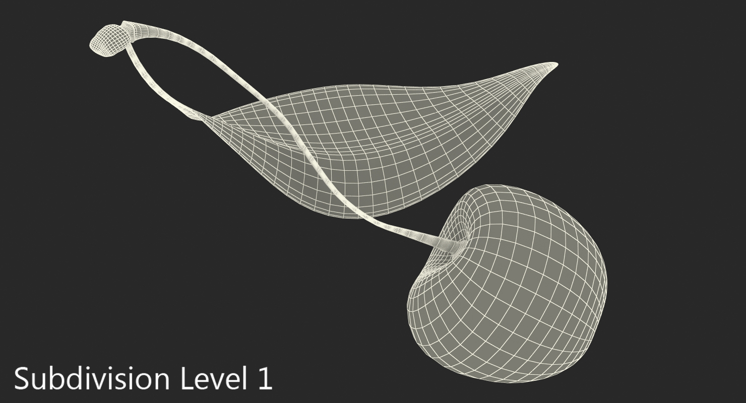3D Sour Cherry with Leaf