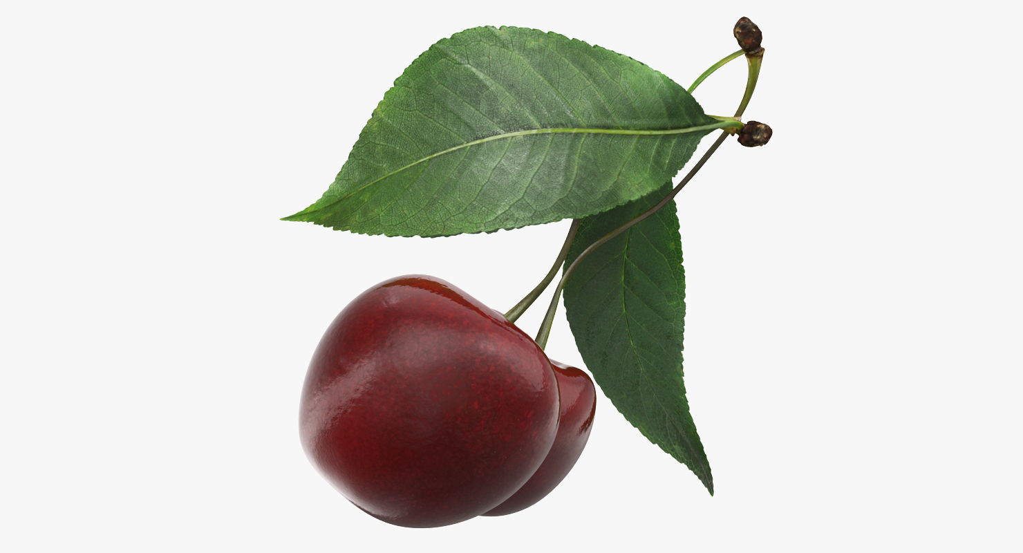 3D Sour Cherry with Leaf