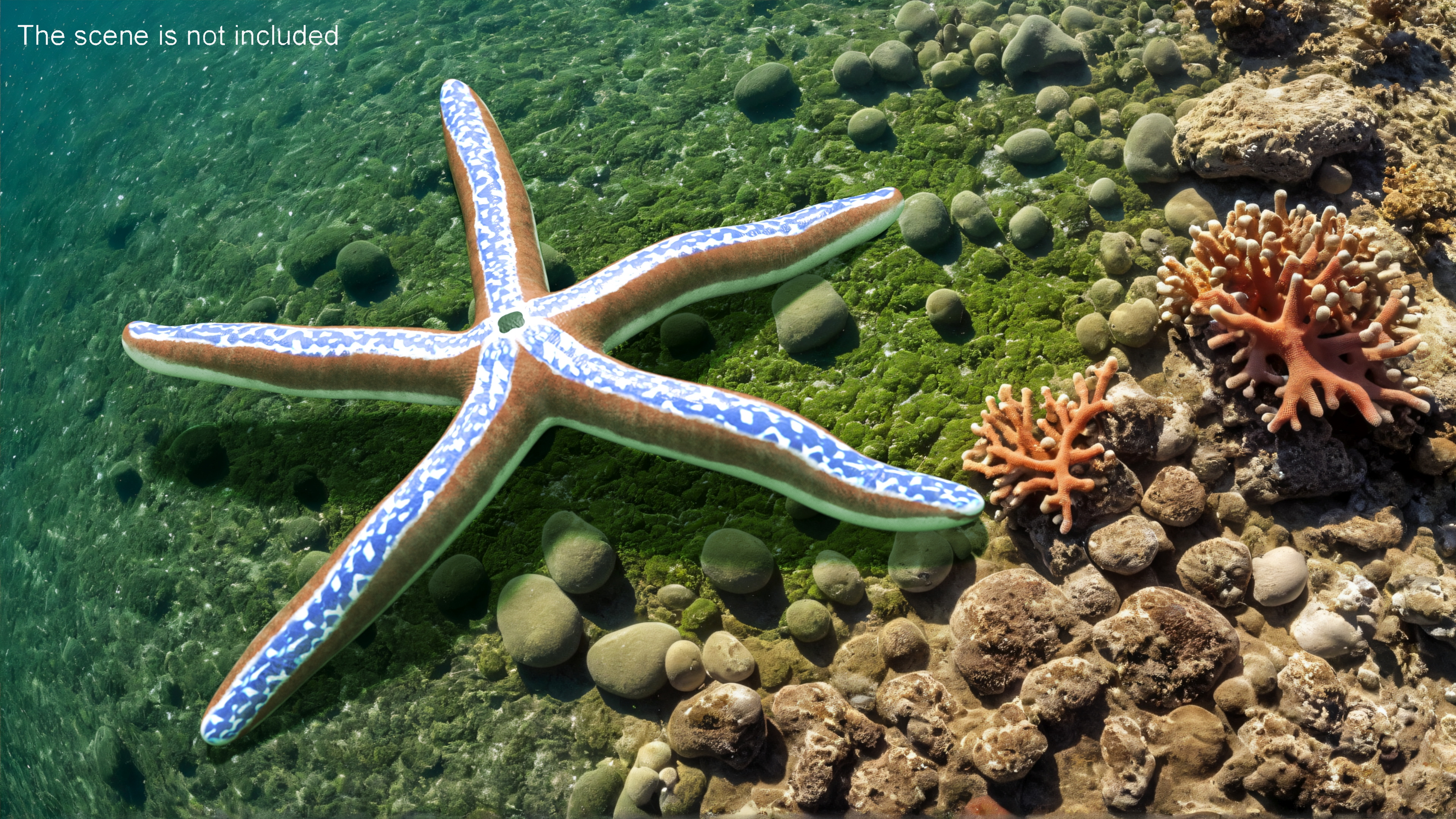 3D Pacific Blue Seastar Lying Pose
