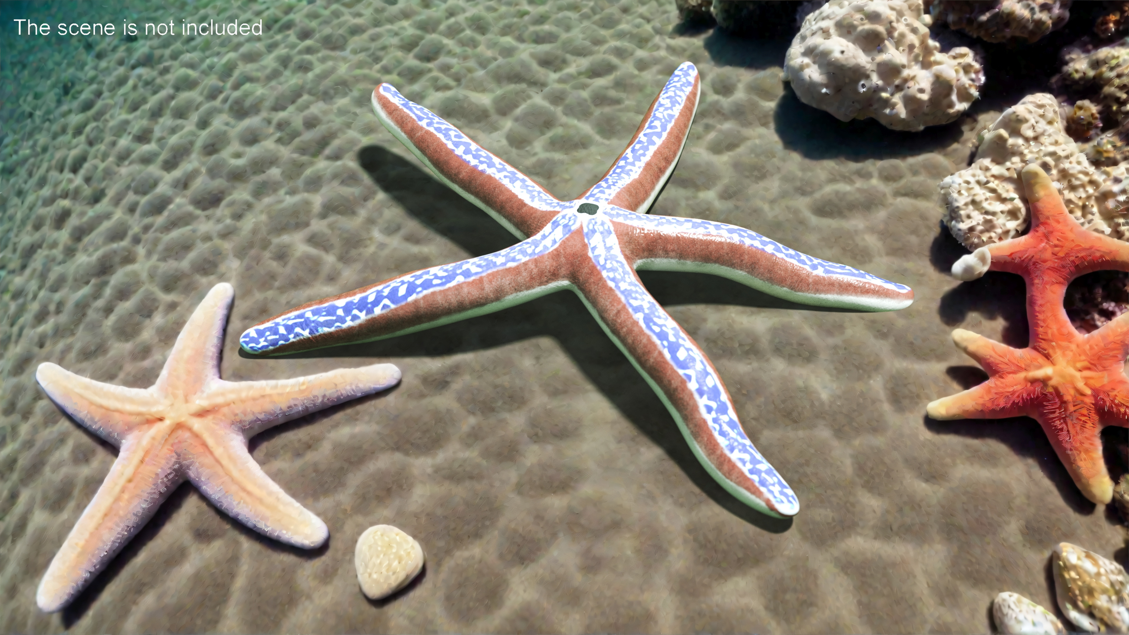 3D Pacific Blue Seastar Lying Pose