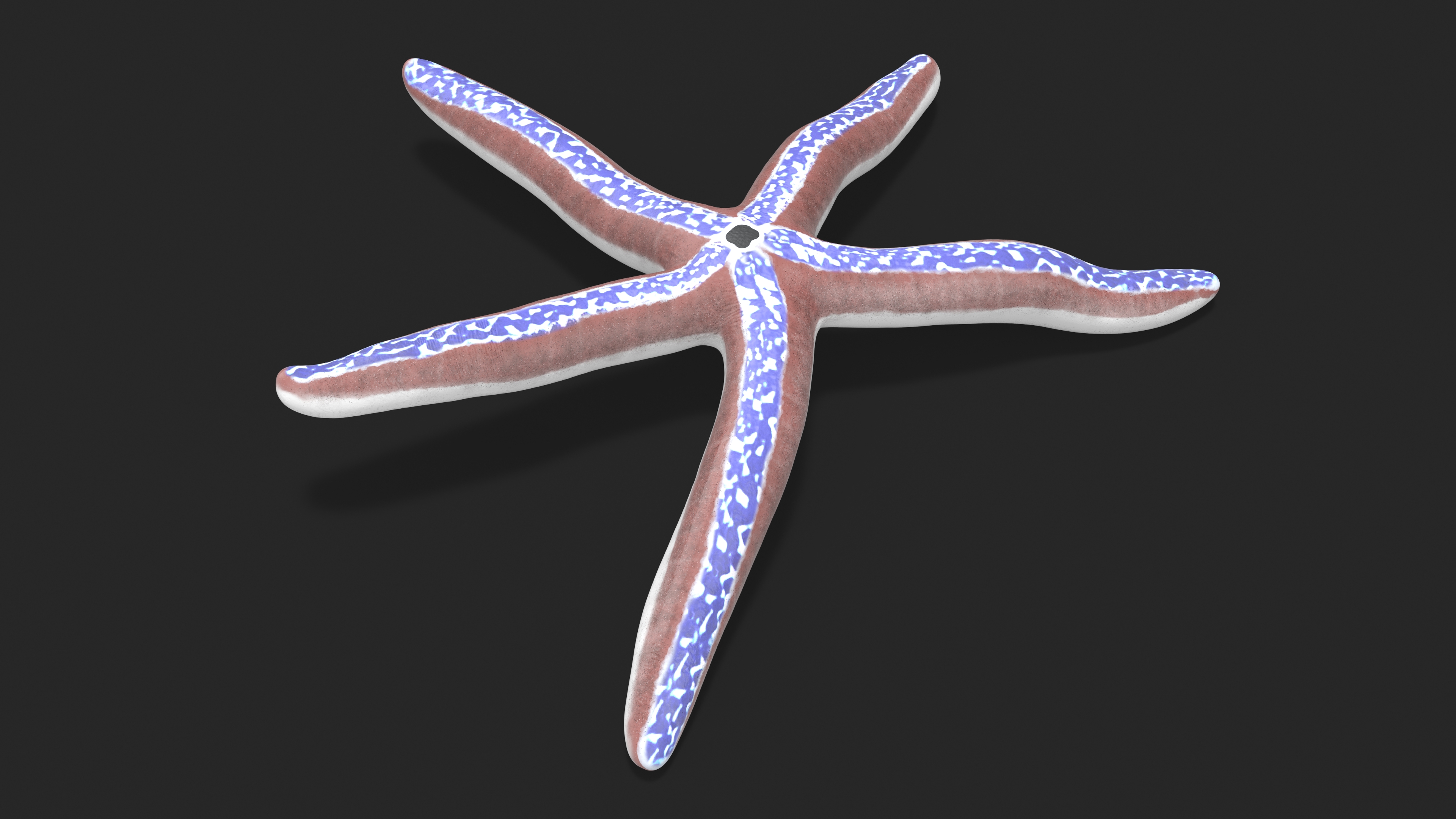 3D Pacific Blue Seastar Lying Pose