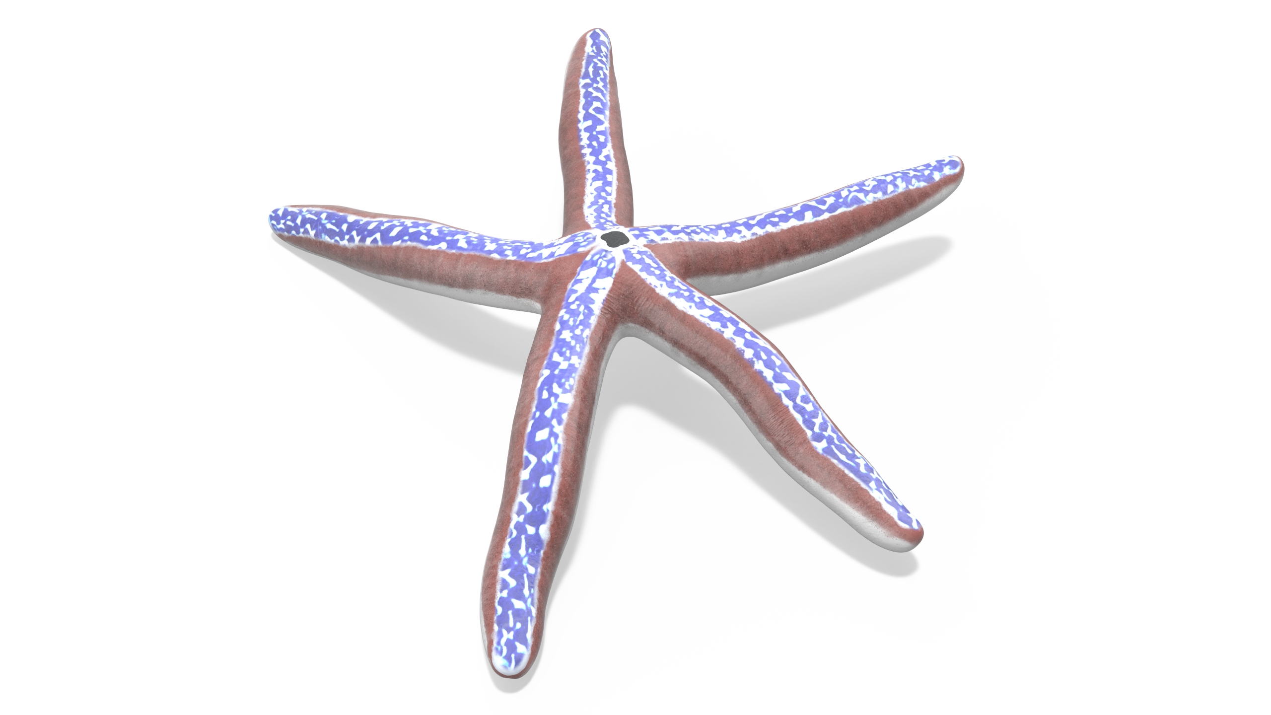 3D Pacific Blue Seastar Lying Pose