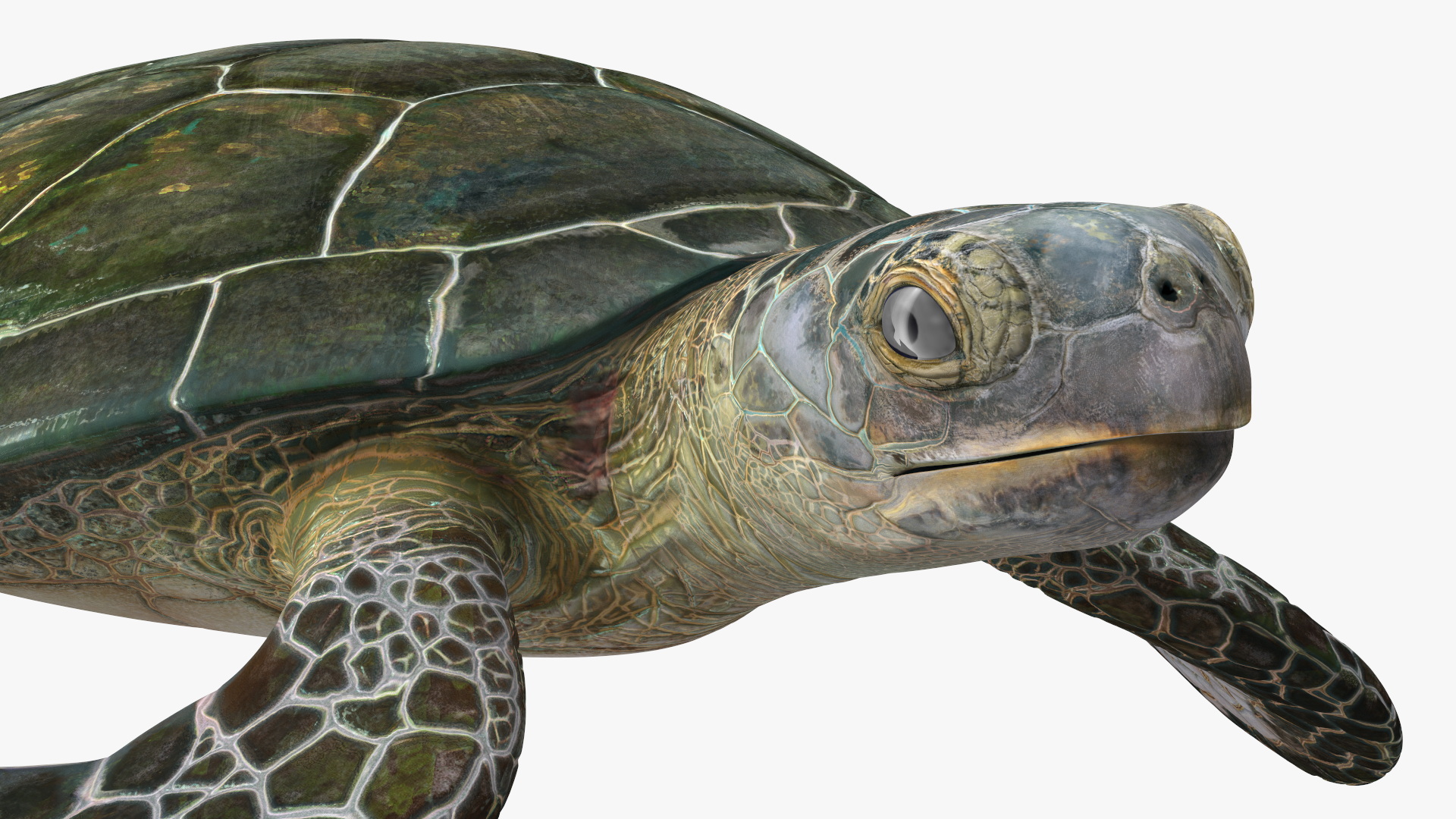 3D Realistic Green Sea Turtle