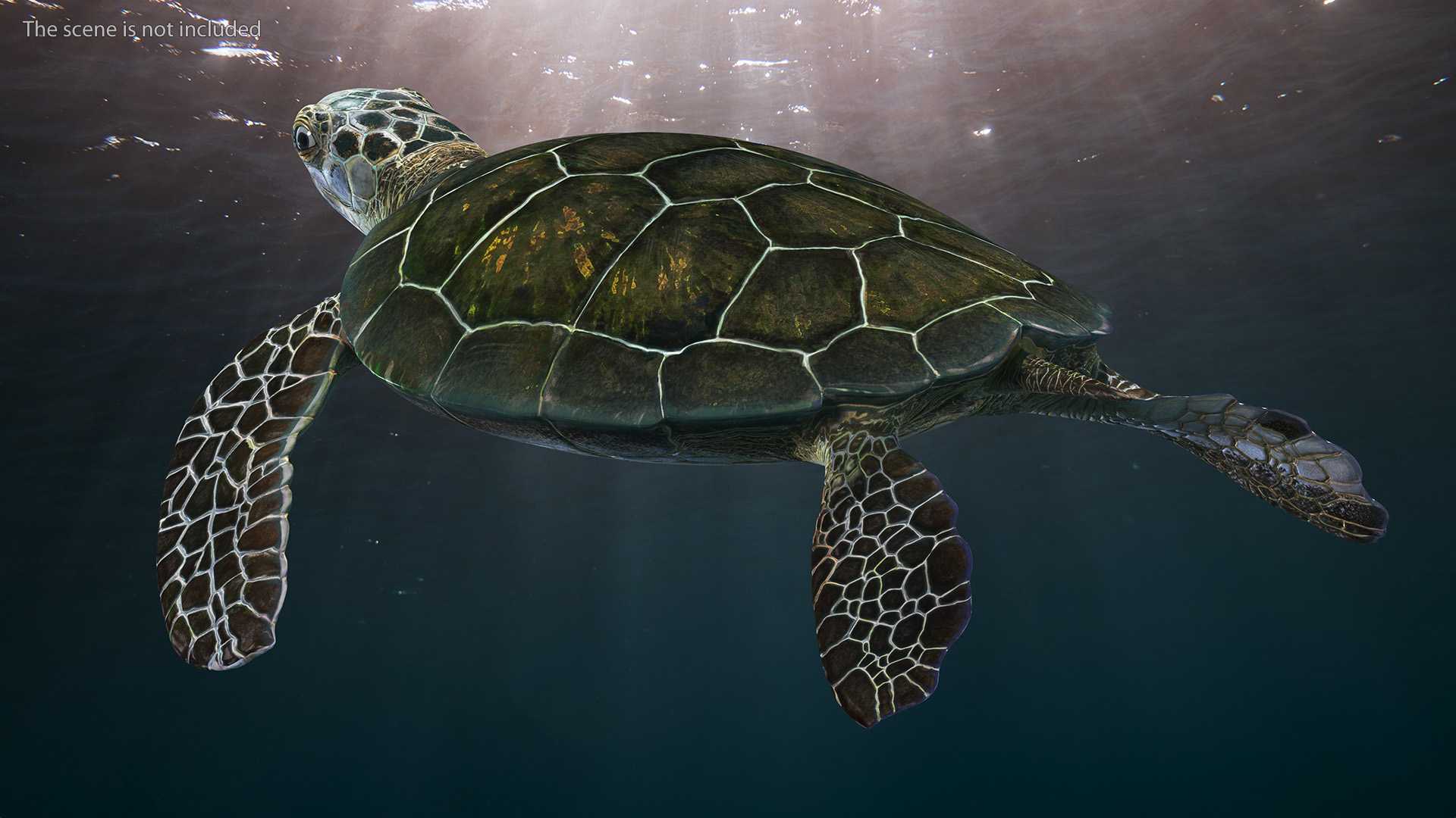 3D Realistic Green Sea Turtle