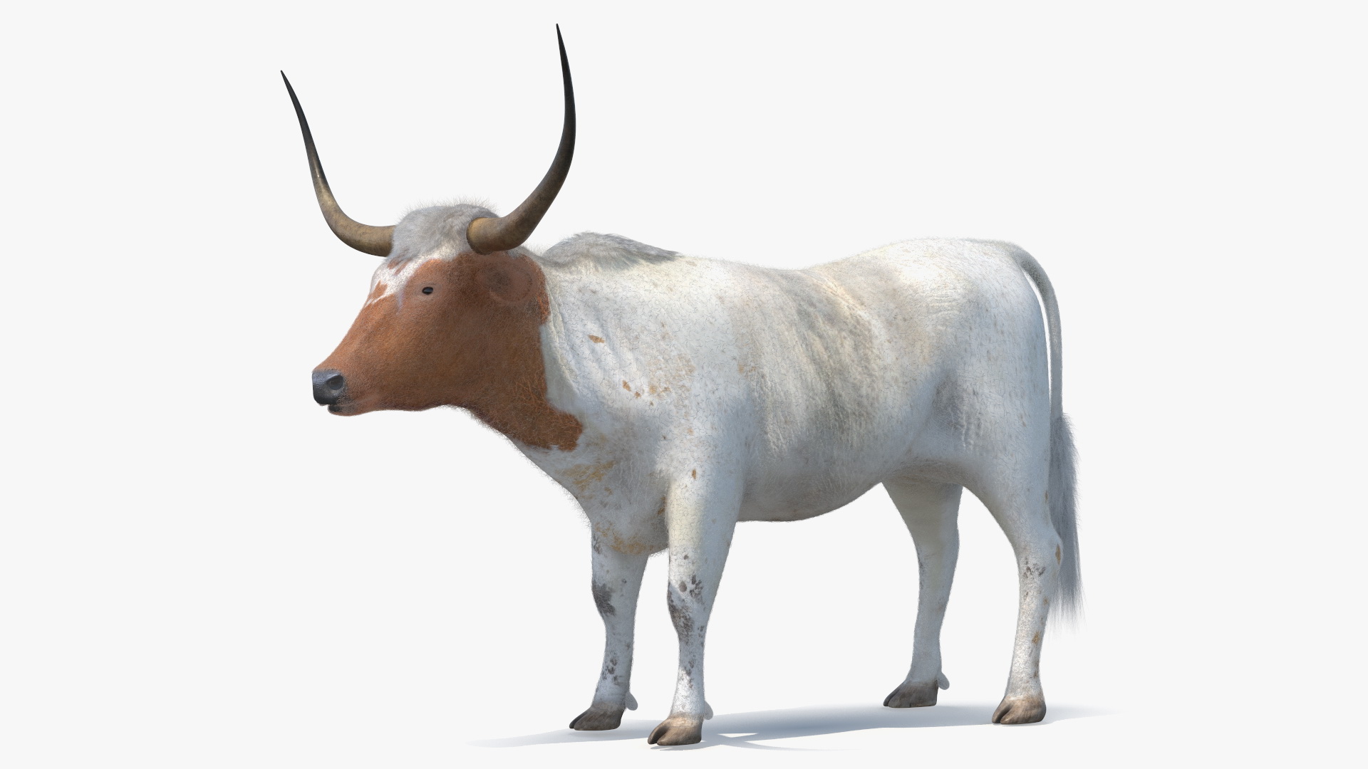 3D model Texas Longhorn White Color Fur