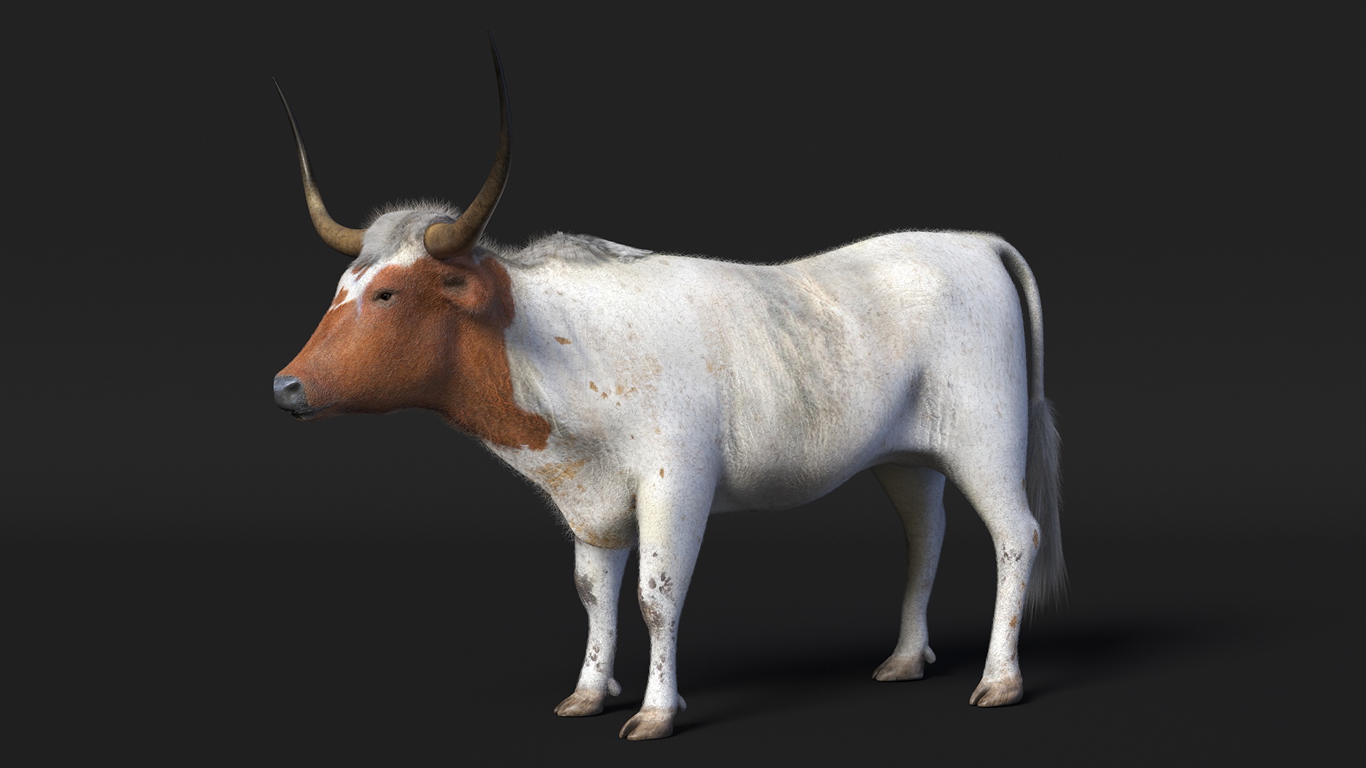 3D model Texas Longhorn White Color Fur