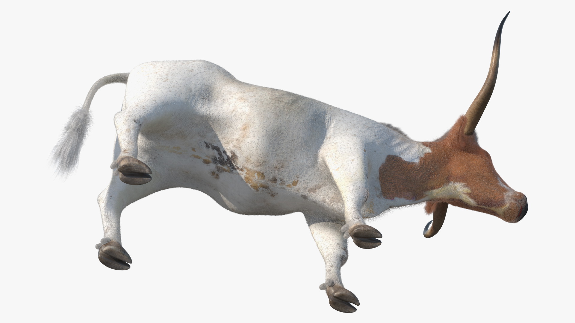 3D model Texas Longhorn White Color Fur