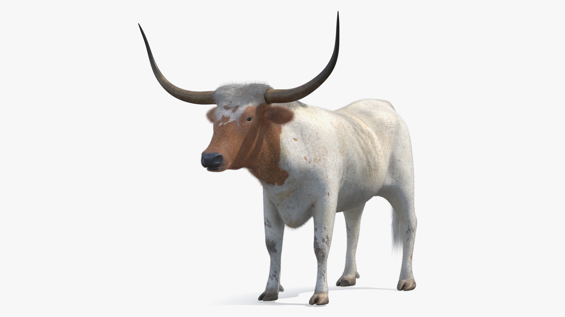 3D model Texas Longhorn White Color Fur