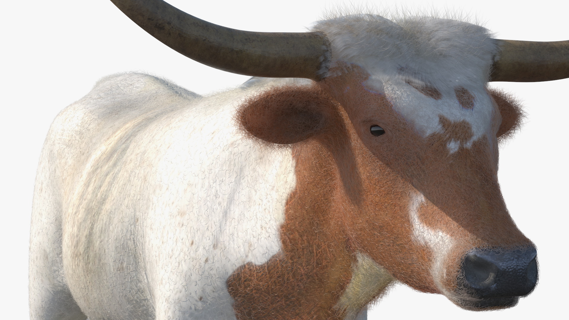 3D model Texas Longhorn White Color Fur