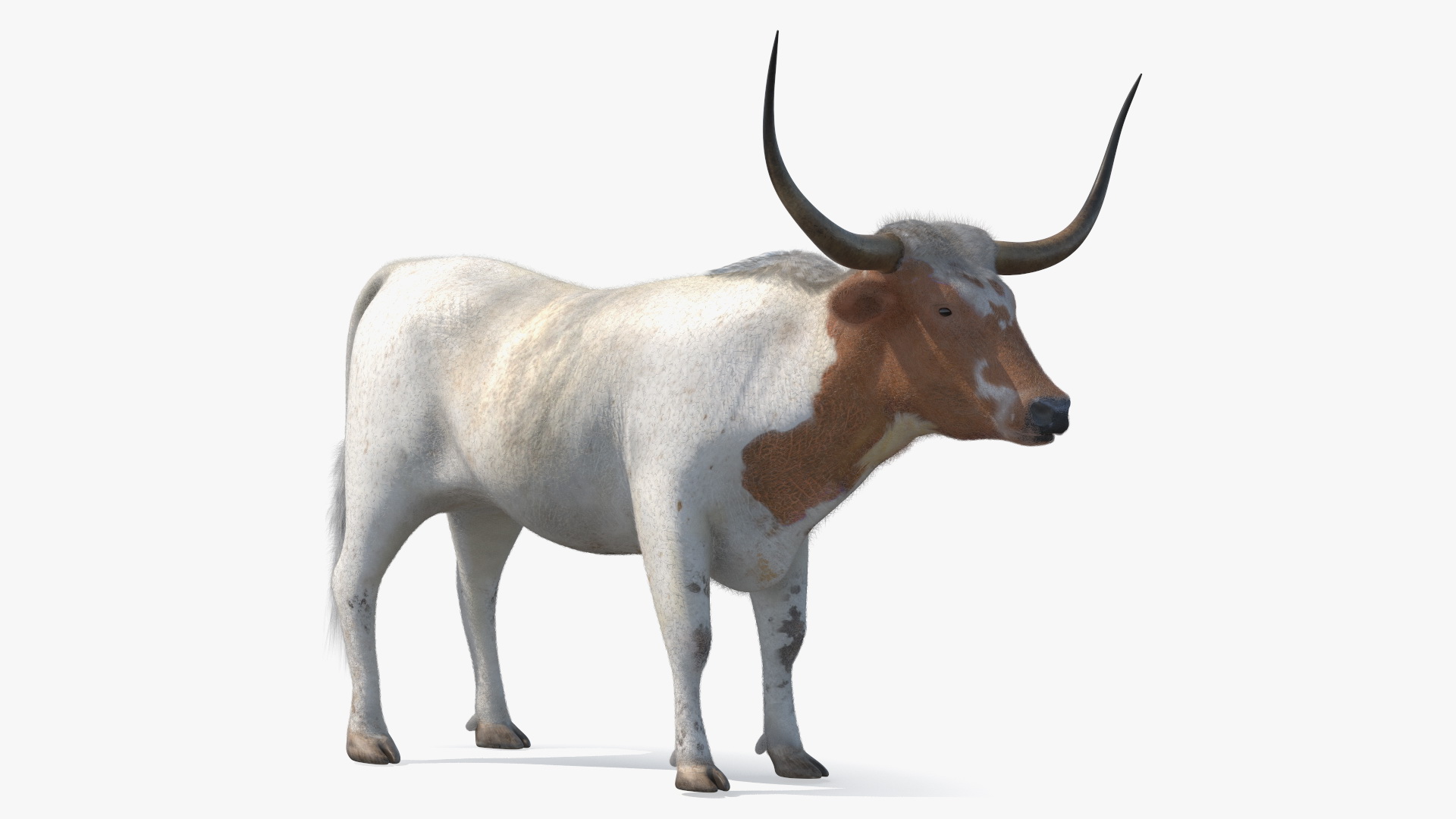 3D model Texas Longhorn White Color Fur