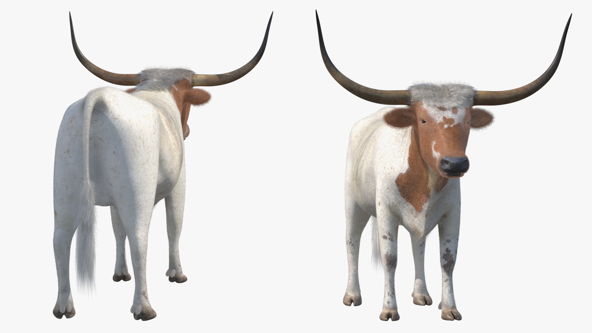 3D model Texas Longhorn White Color Fur