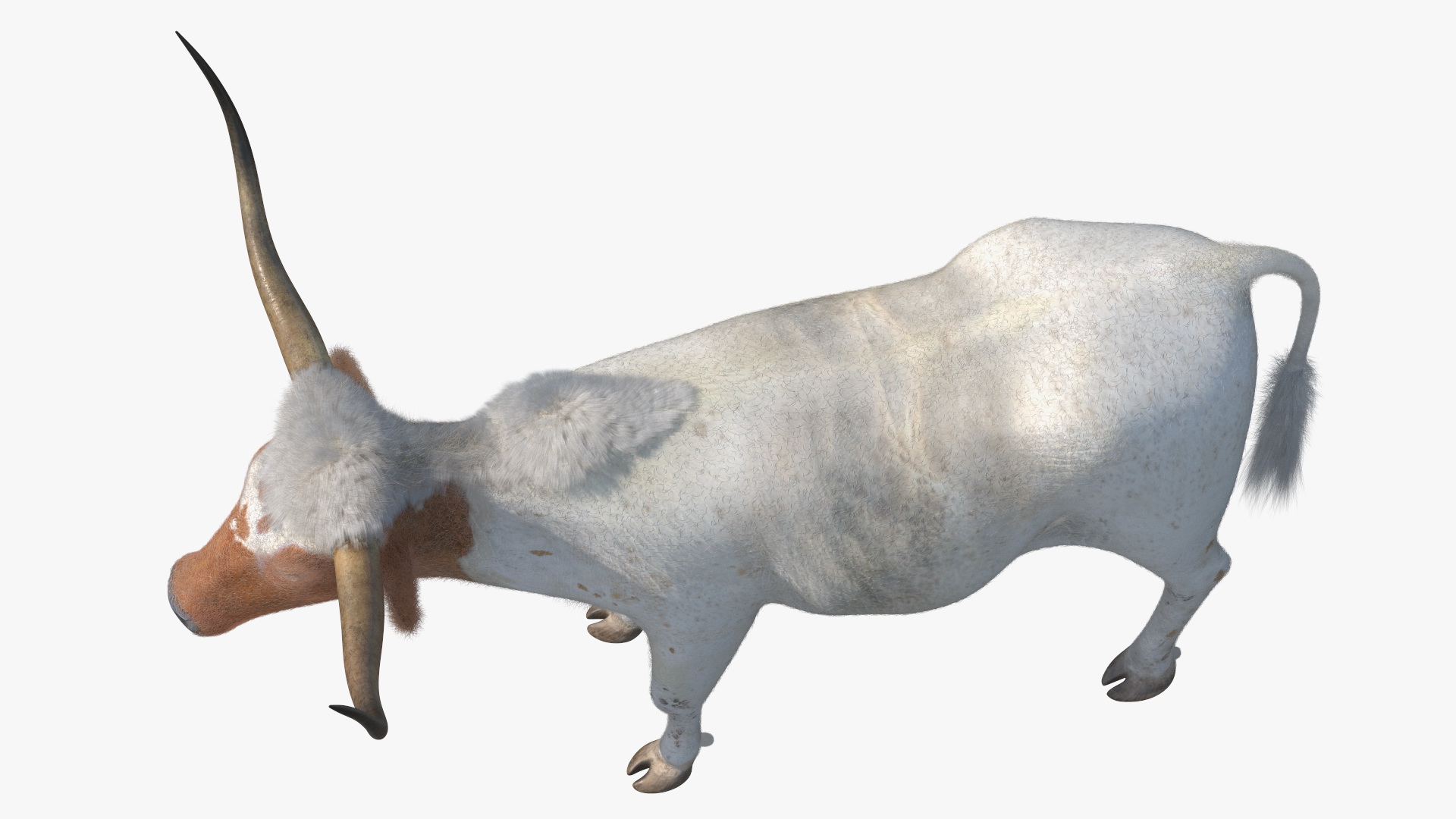 3D model Texas Longhorn White Color Fur