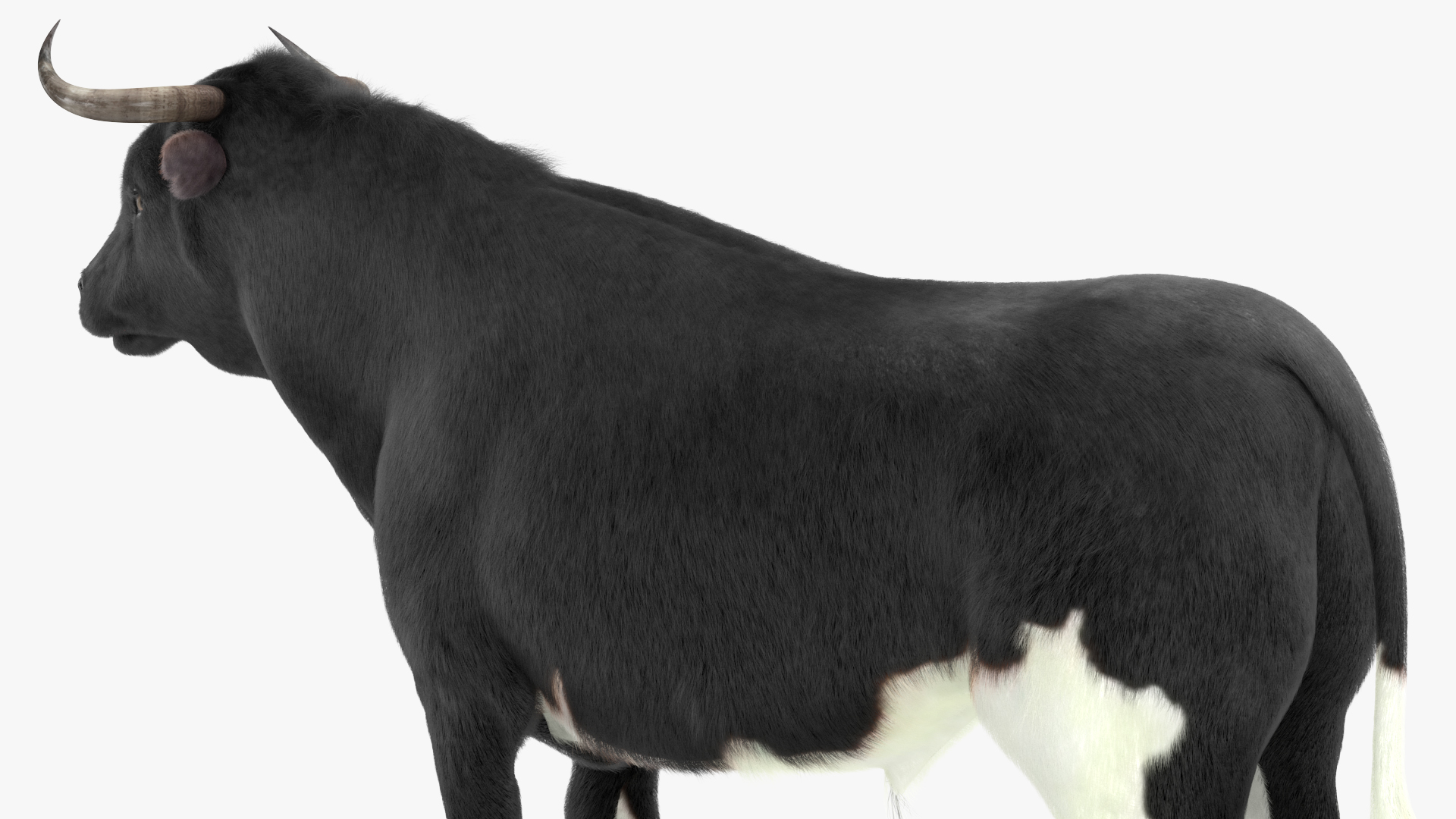 Black Bull Fur 3D model