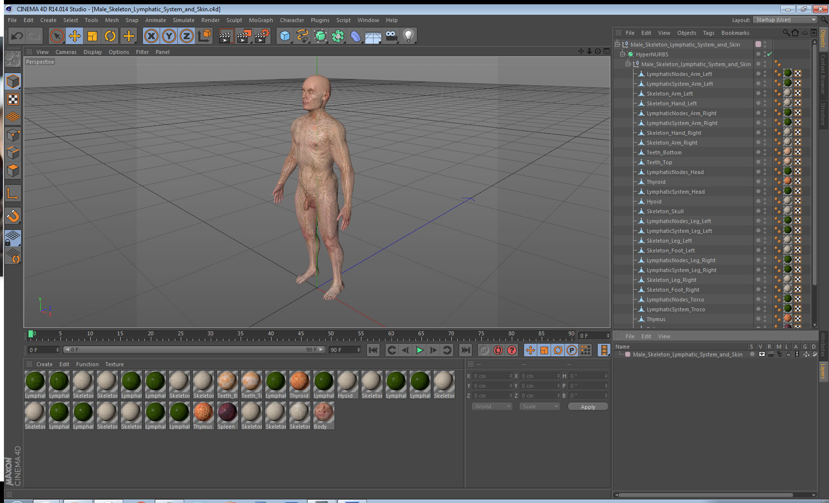 Male Skeleton Lymphatic System and Skin 3D model