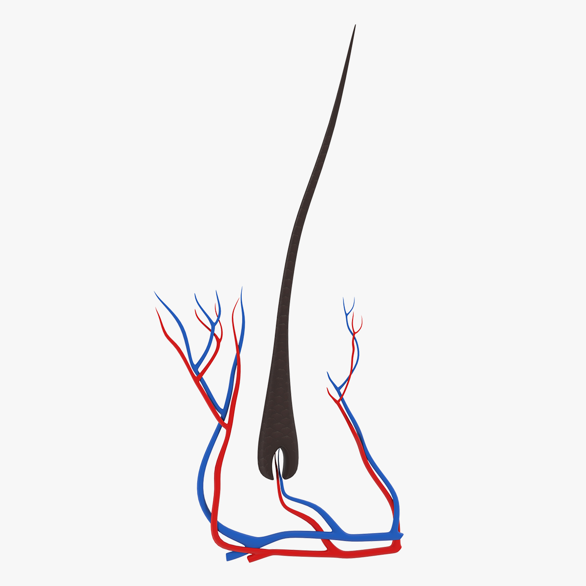 Structure of Human Hair 3D Model