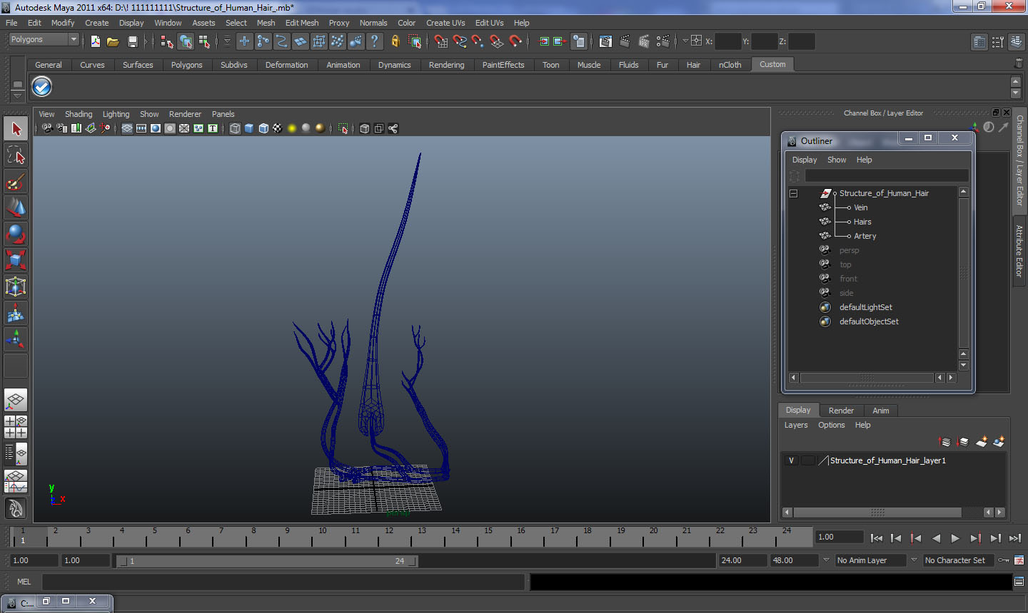 3D Structure of Human Hair model