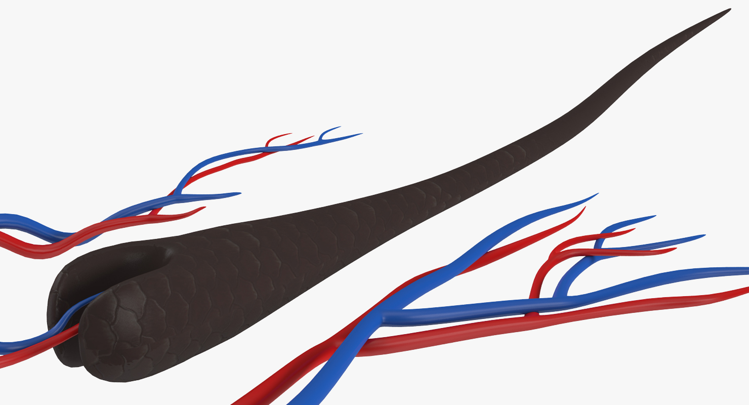 3D Structure of Human Hair model